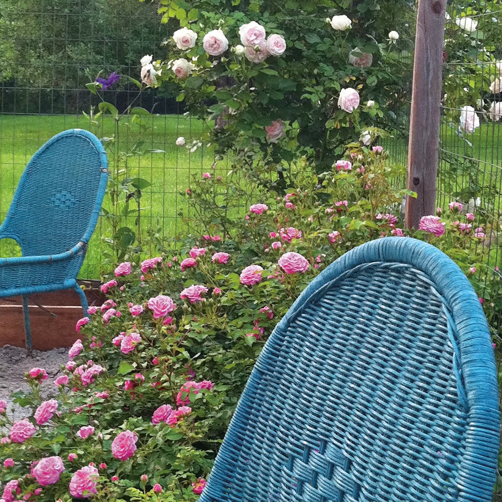 Perfect Plants LOSWEETDRIFTROSE3G roses - View #5
