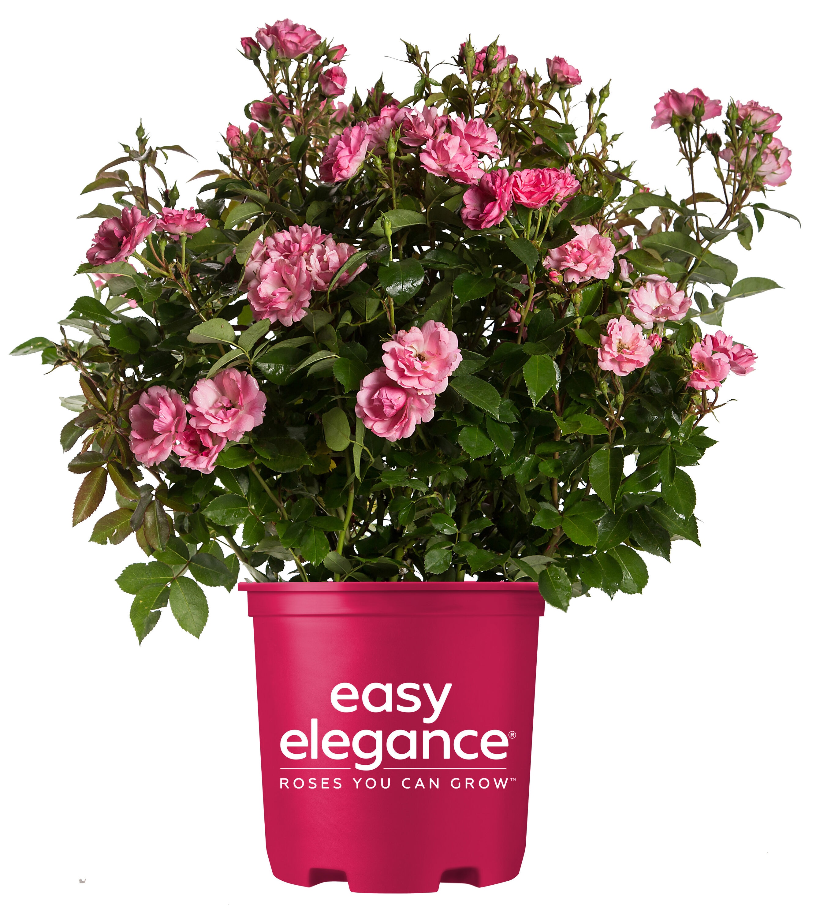 Lowe's Pink Pinktopia Rose 2-Gallon in Pot at Lowes.com