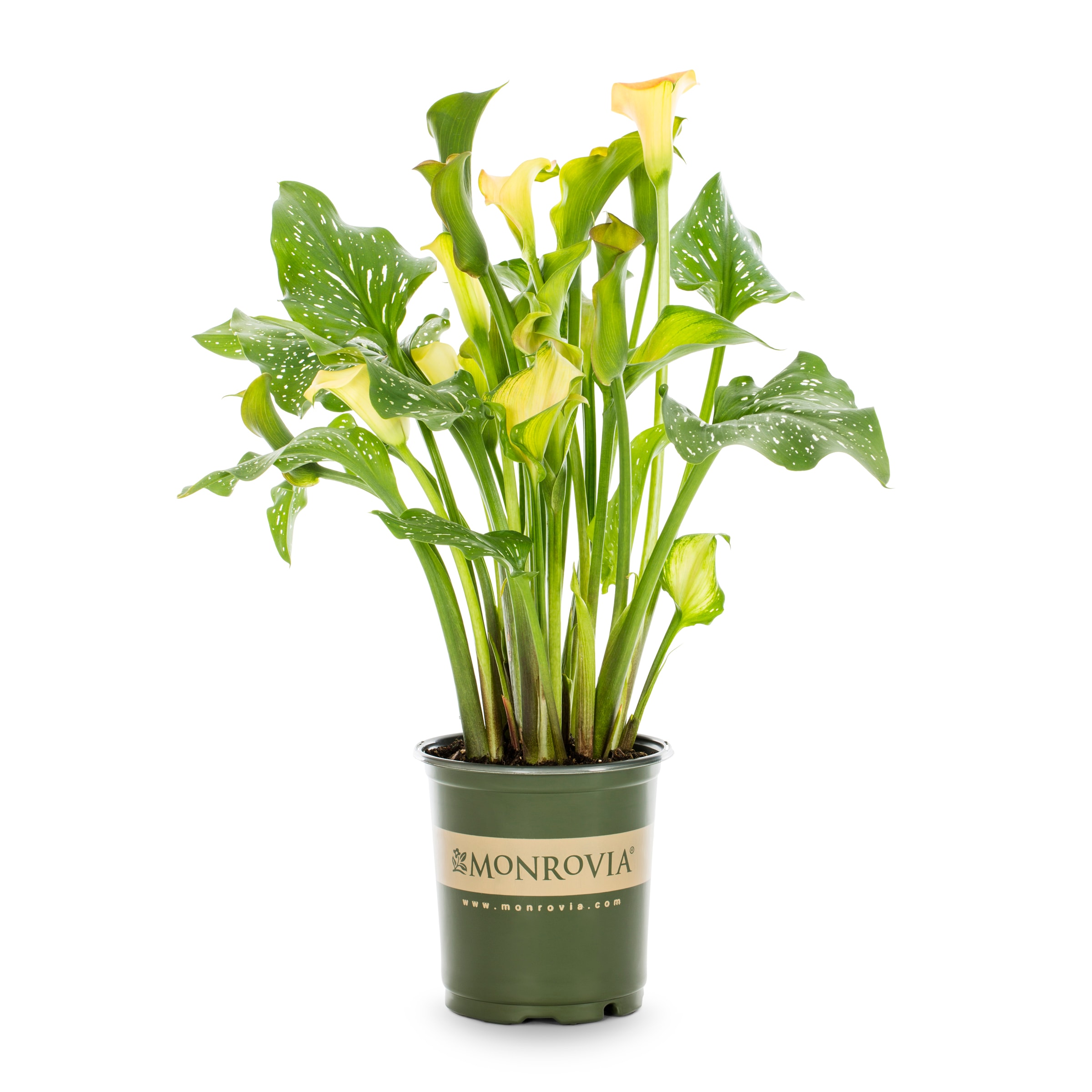 Monrovia NURSERY Orange Captain Beatrix Calla Lily Plant in 2.50 -Quart Pot 1.0 -Pack
