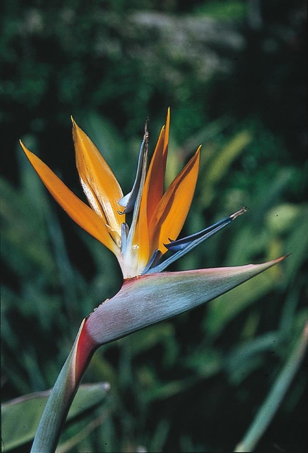 Lowe's Mixed Bird Of Paradise Flowering Shrub In Pot (With Soil) in the