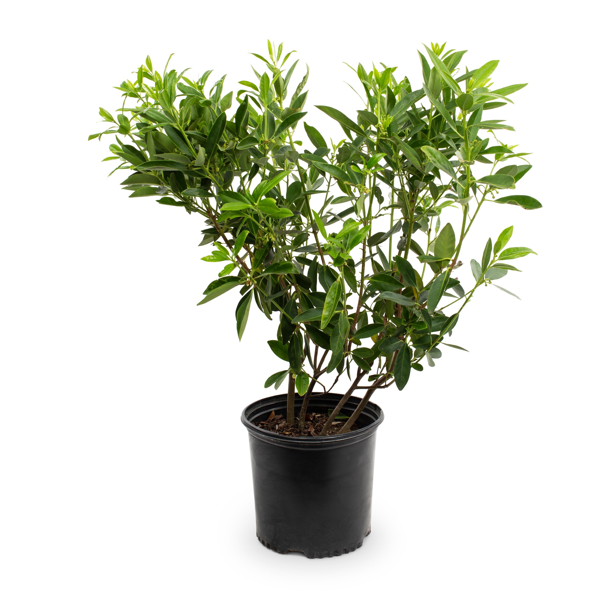 Lowe's Red Florida Anise Foundation/Hedge Shrub in 2.25-Gallon (s) Pot ...