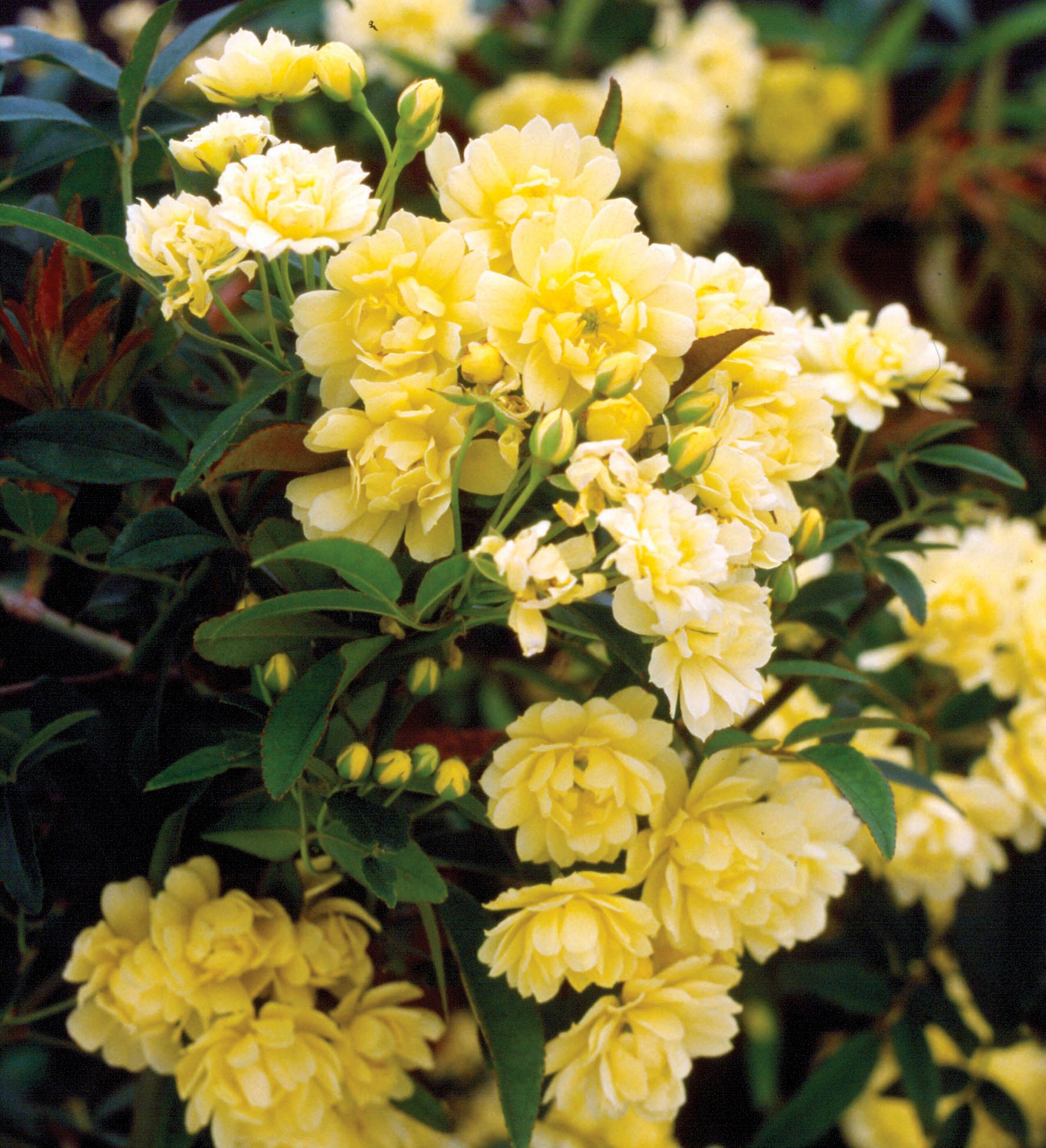 Lowe's Yellow Lady Banks Climbing Rose 2 -Gallon 1.0 -Pack in Pot in ...