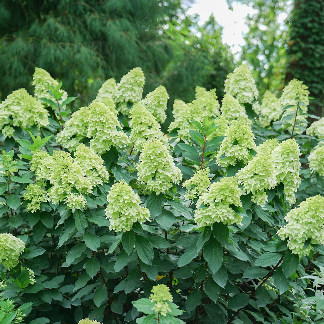 Perfect Plants LOLIMELIGHTPRIME1G shrubs - View #3