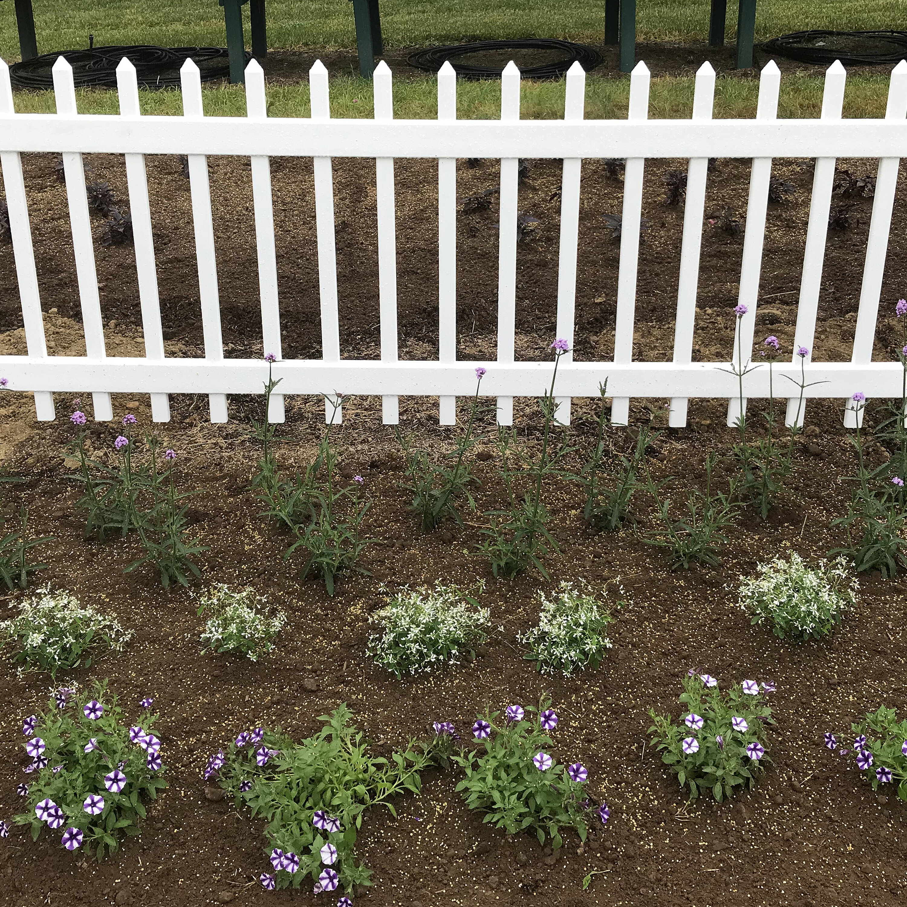 Proven Winners SUPPRW6177504 annuals - View #4