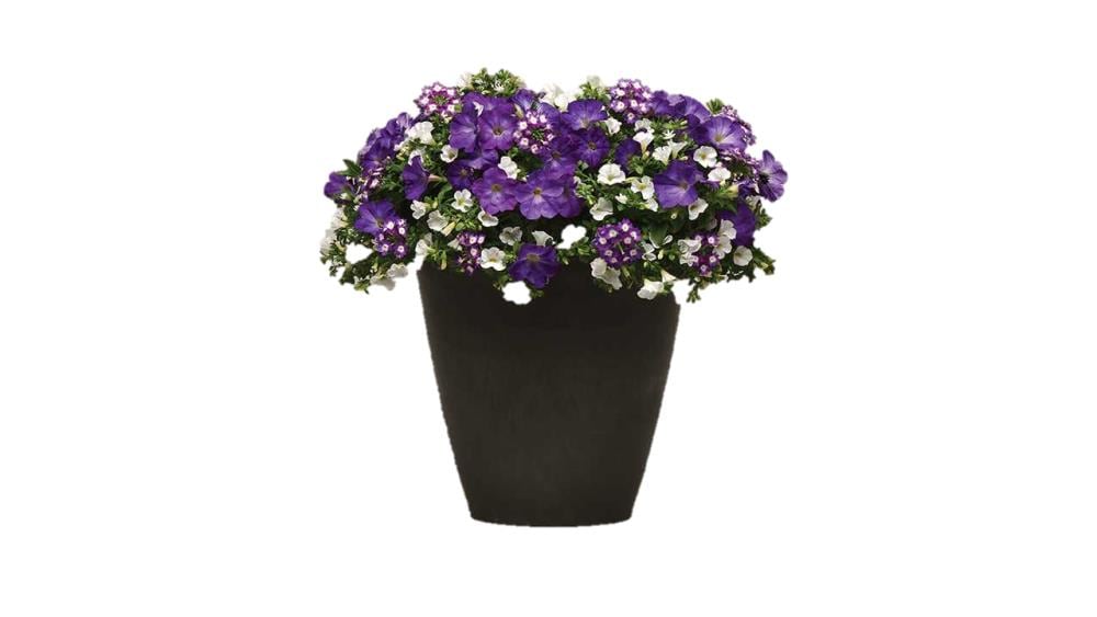 Multicolor Mix Master Plant In 1-quart Pot In The Perennials Department 