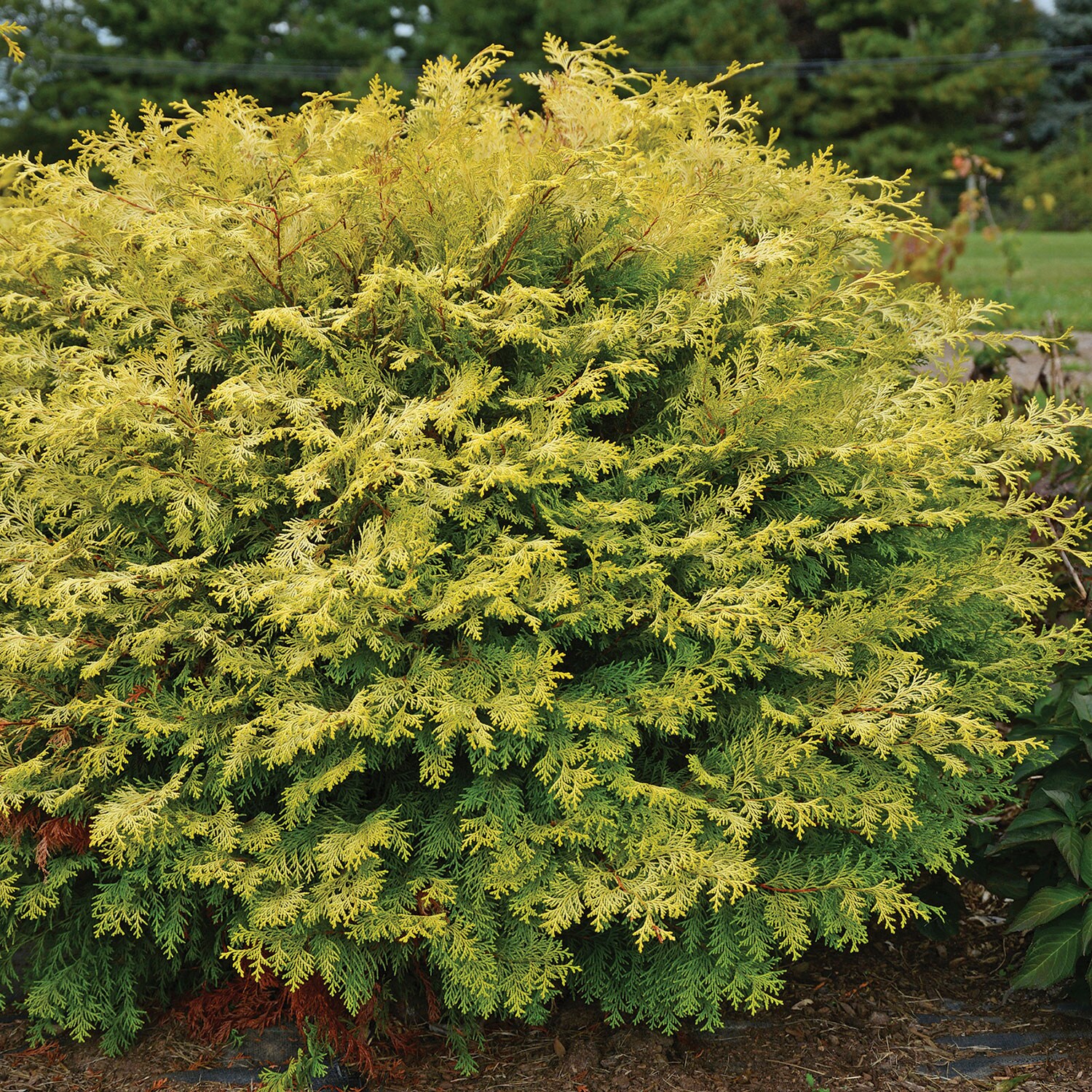Southern Living Plant Collection 8582-1 shrubs - View #4