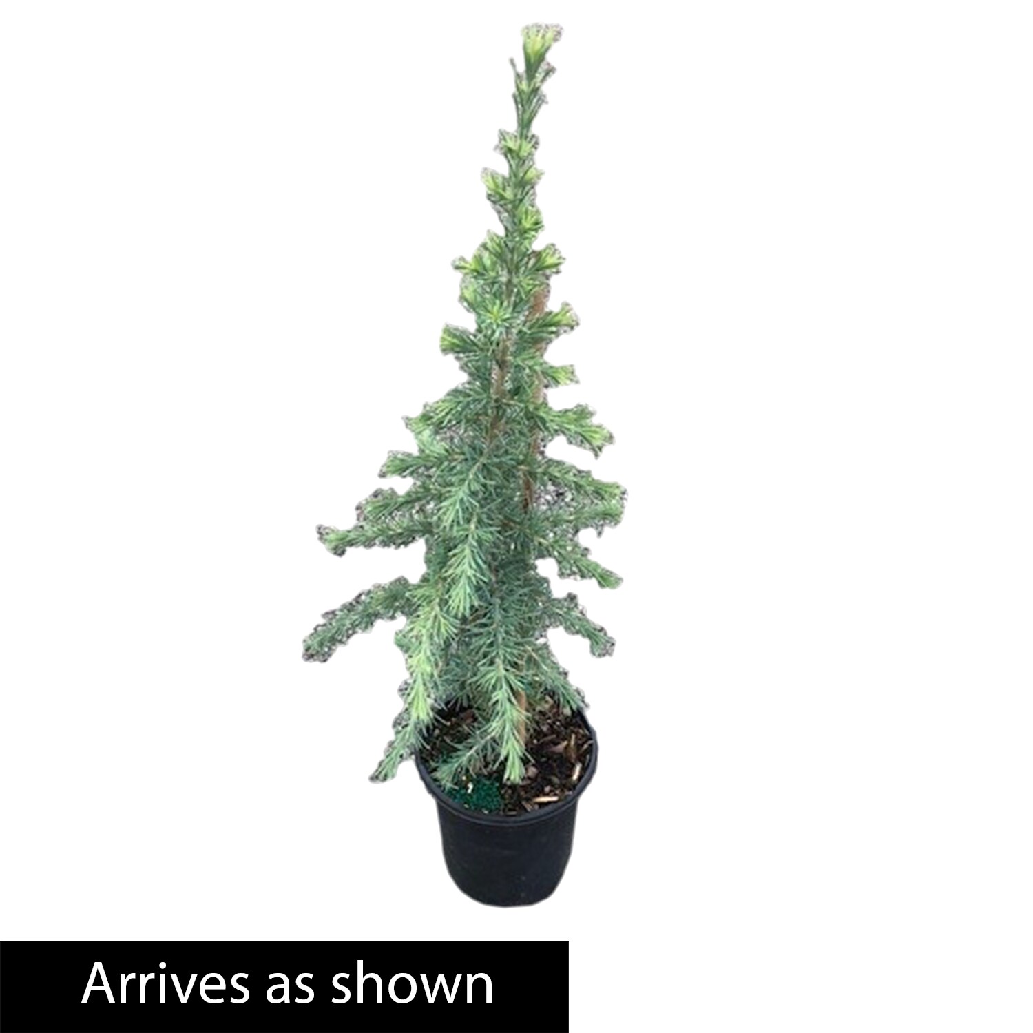 Spring Hill Nurseries 92309 shrubs - View #4
