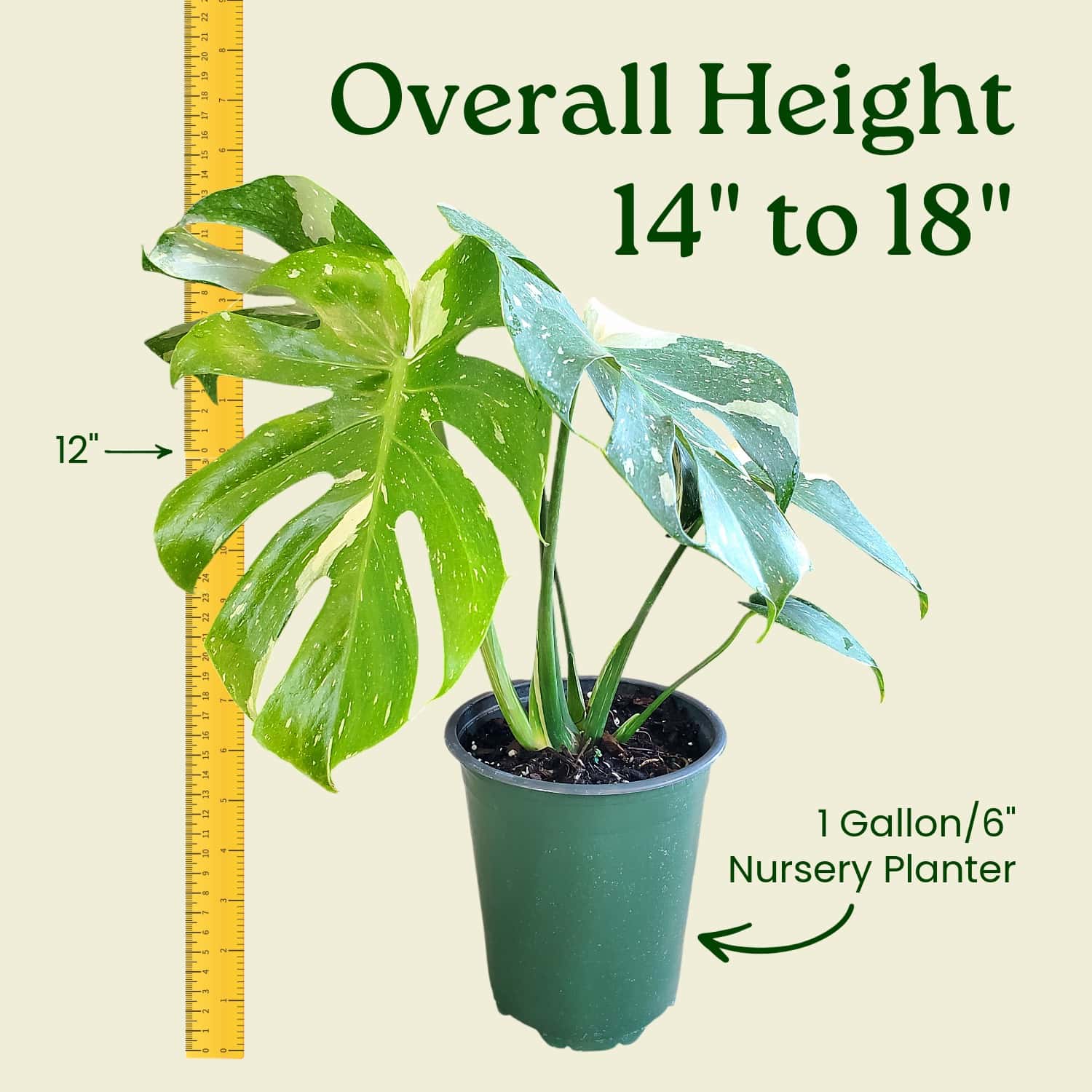 philodendron silver sword big Philodendron Silver sword Large main image 0