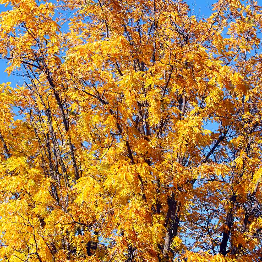 Brighter Blooms 13843 Fruit-Plants - View #3