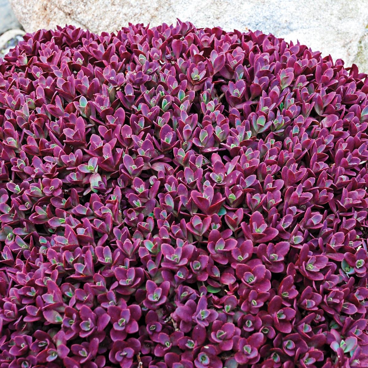 Breck's 64331 Red Firecracker Sedum Dormant Groundcover Perennial Plant in 1 -Pack Bareroot 1.0 -Pack