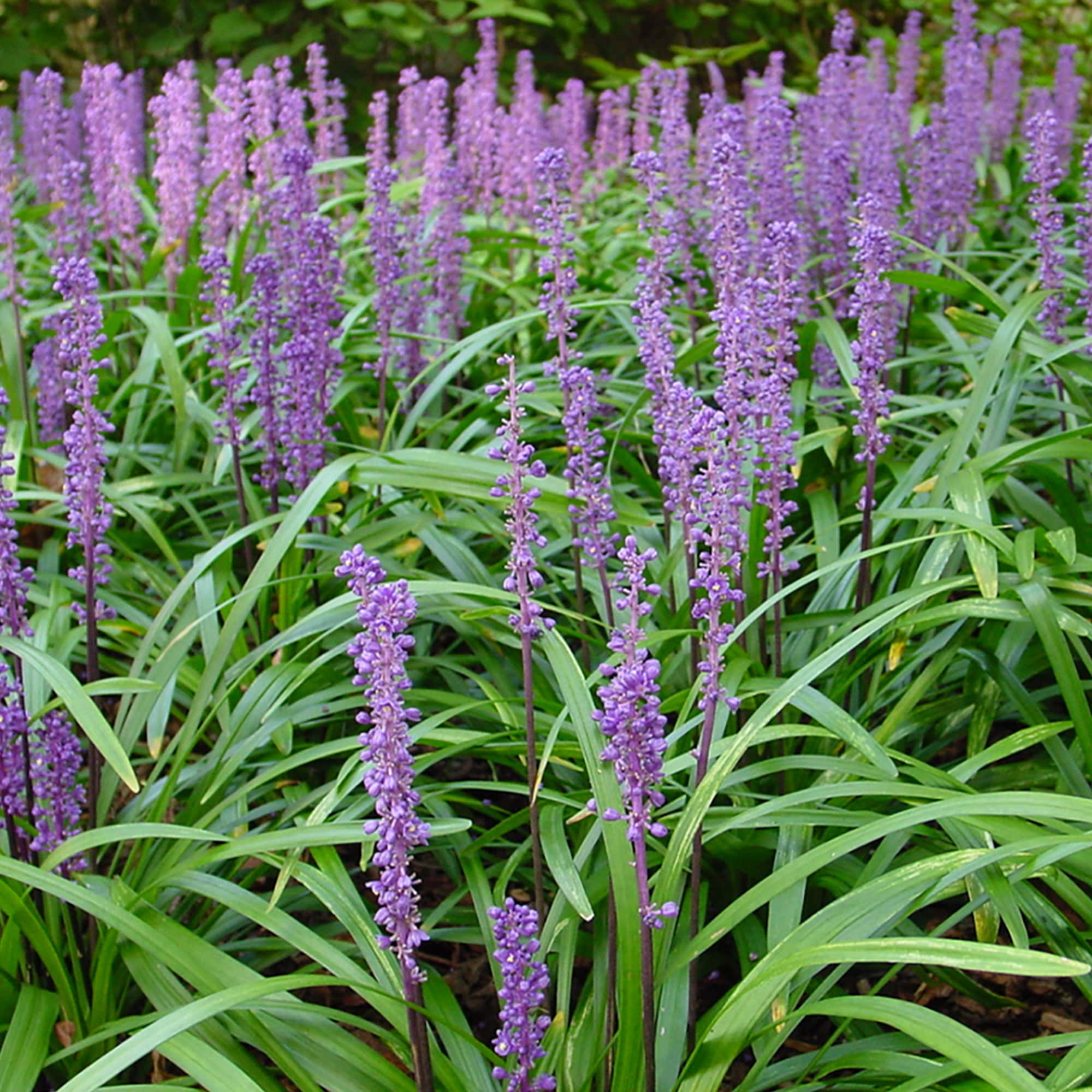 Perfect Plants LOROYALPURPLIRIOPE1G perennials - View #7