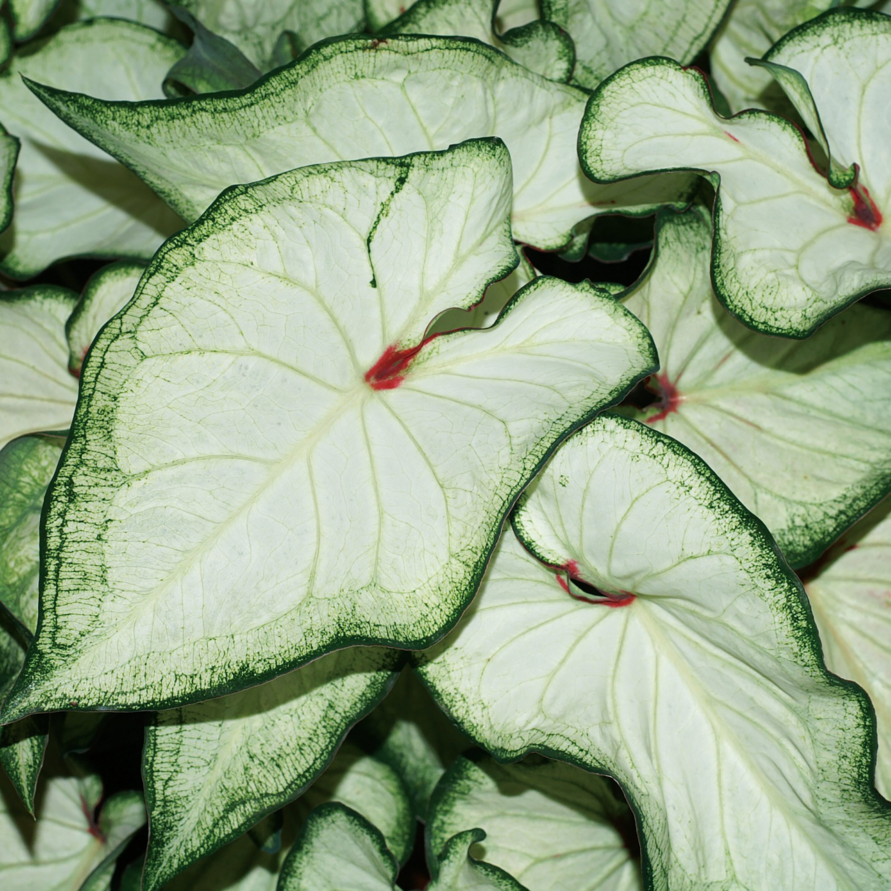 Proven Winners CLDPRW1377800 Heart To Heart 'white Wonder' Caladium in 1-Quart Pot