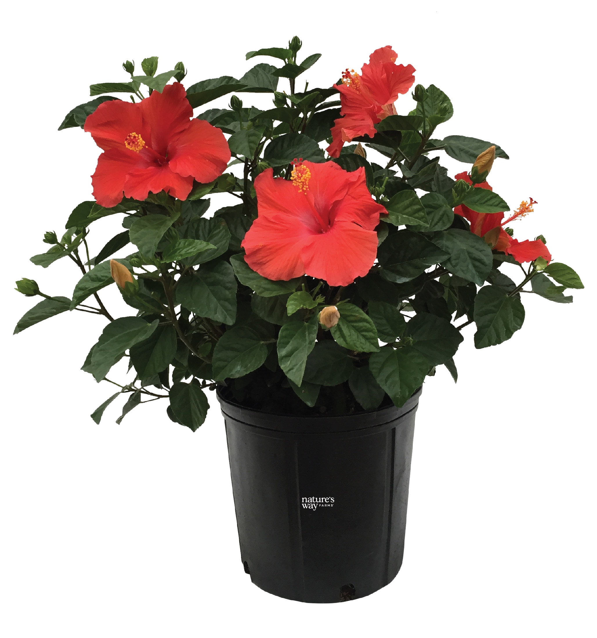  4048 Red Fire and Ice Hibiscus Plant in 10 -in Pot 1 -Pack