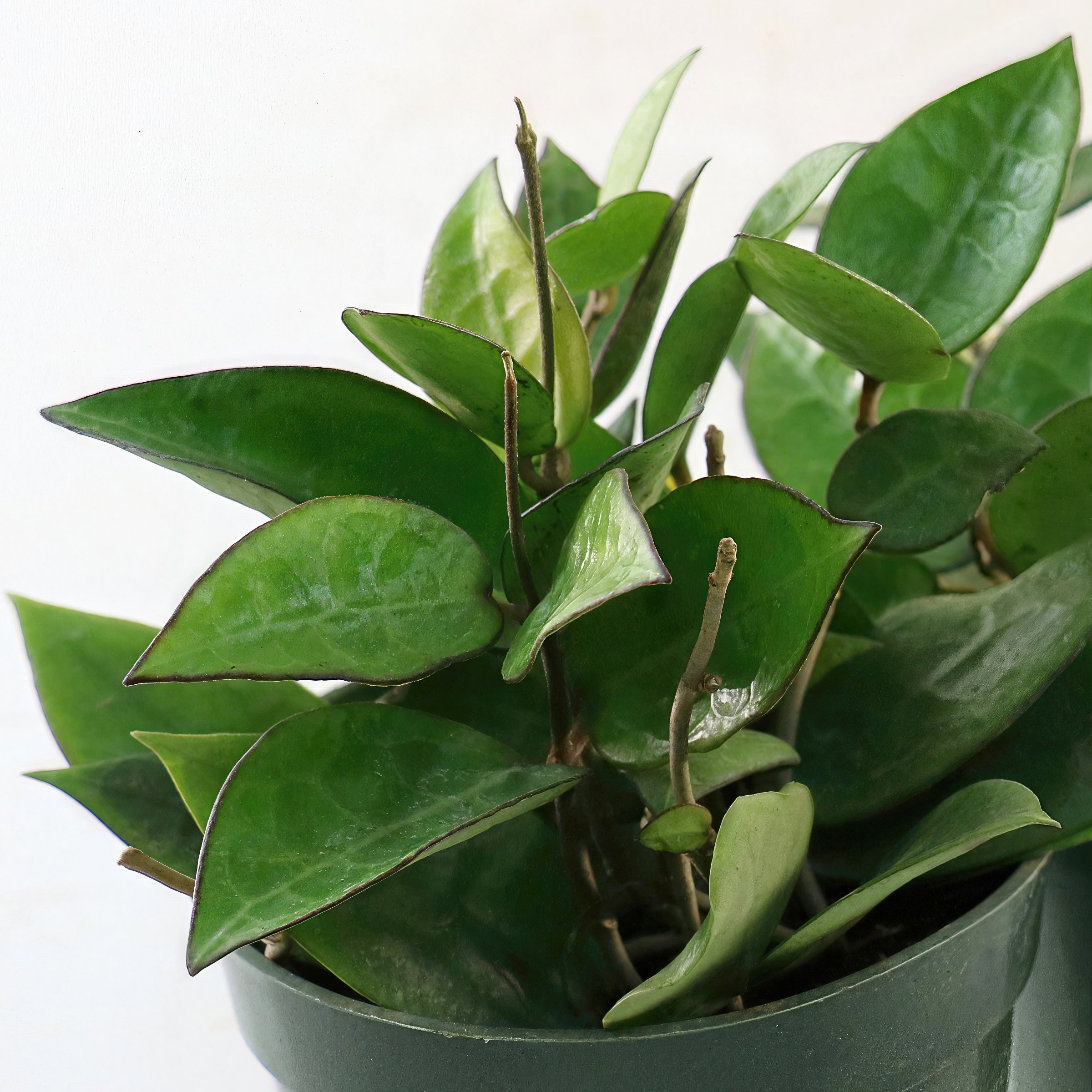 National Plant Network Mixed Hoya Black Margin House plant in 4 Inch(es) Pot 3 -Pack