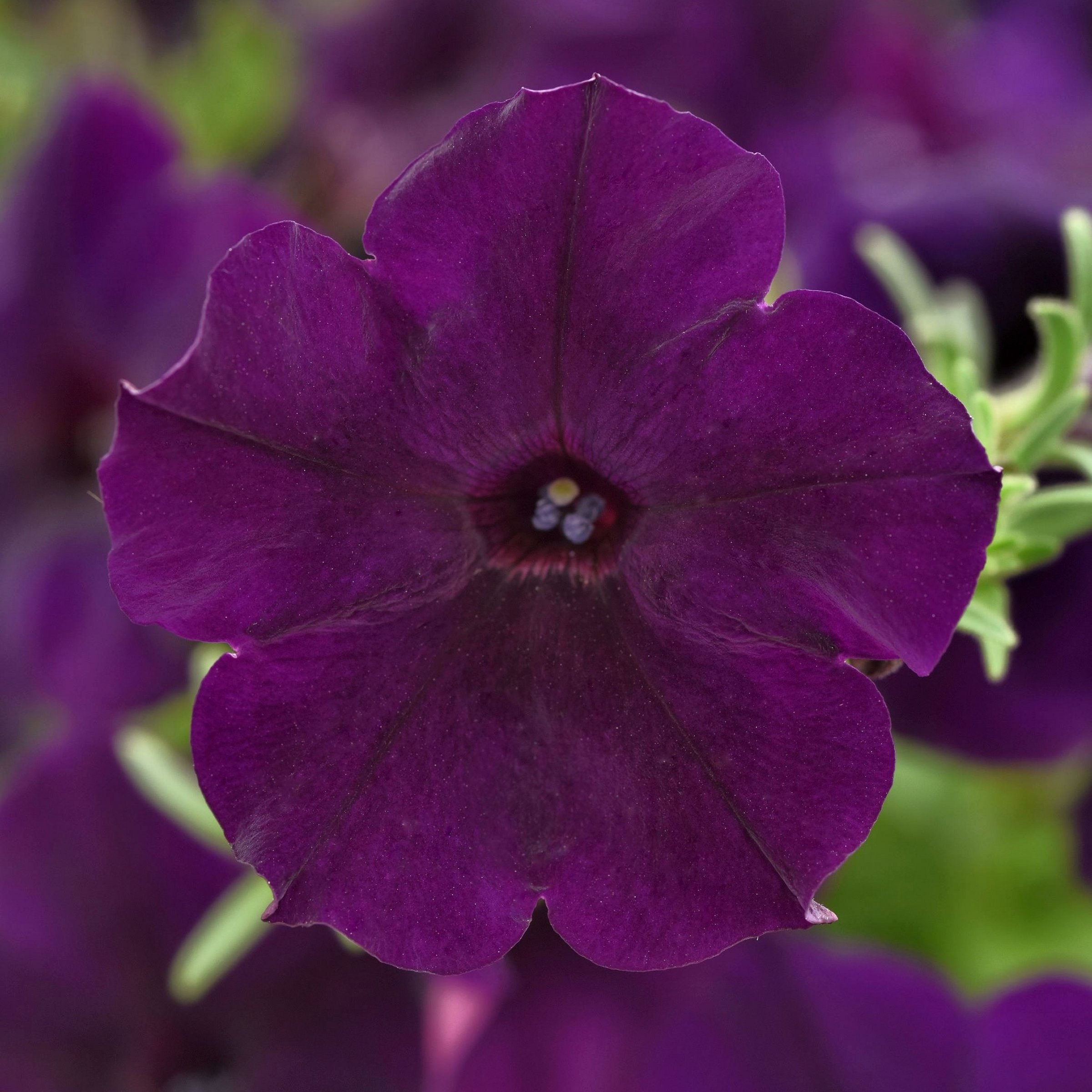 National Plant Network LW1938 Purple Petunia Easy Wave Navy Velour in 2.5-in Pot 6-Pack