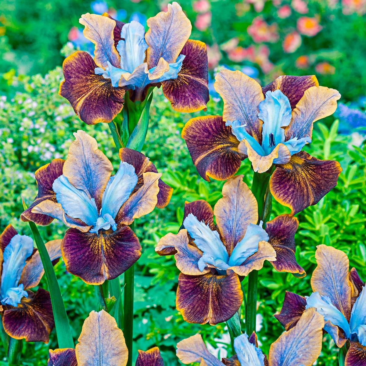Black Joker Siberian Iris with Purple and Yellow Blooms, 22 Inches Tall