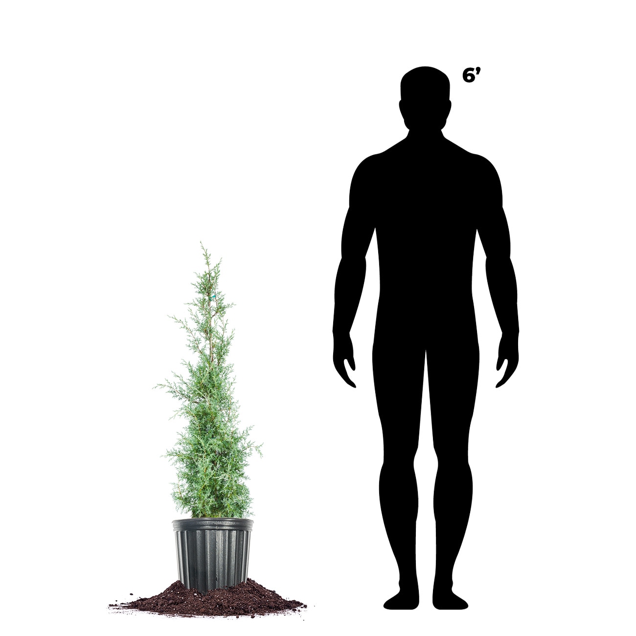 Perfect Plants LOCASAPPHIRECYPRES3G trees - View #4