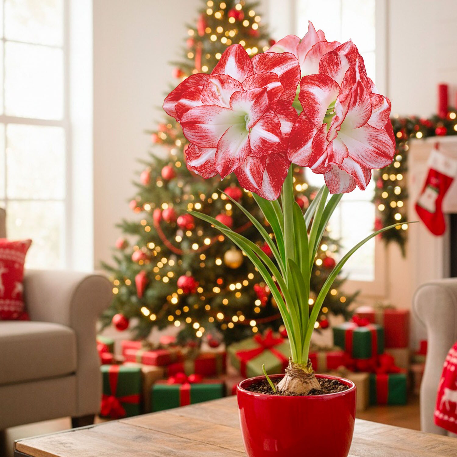 Garden State Bulb Garden State Bulb Flaming Peacock Amaryllis Flower ...