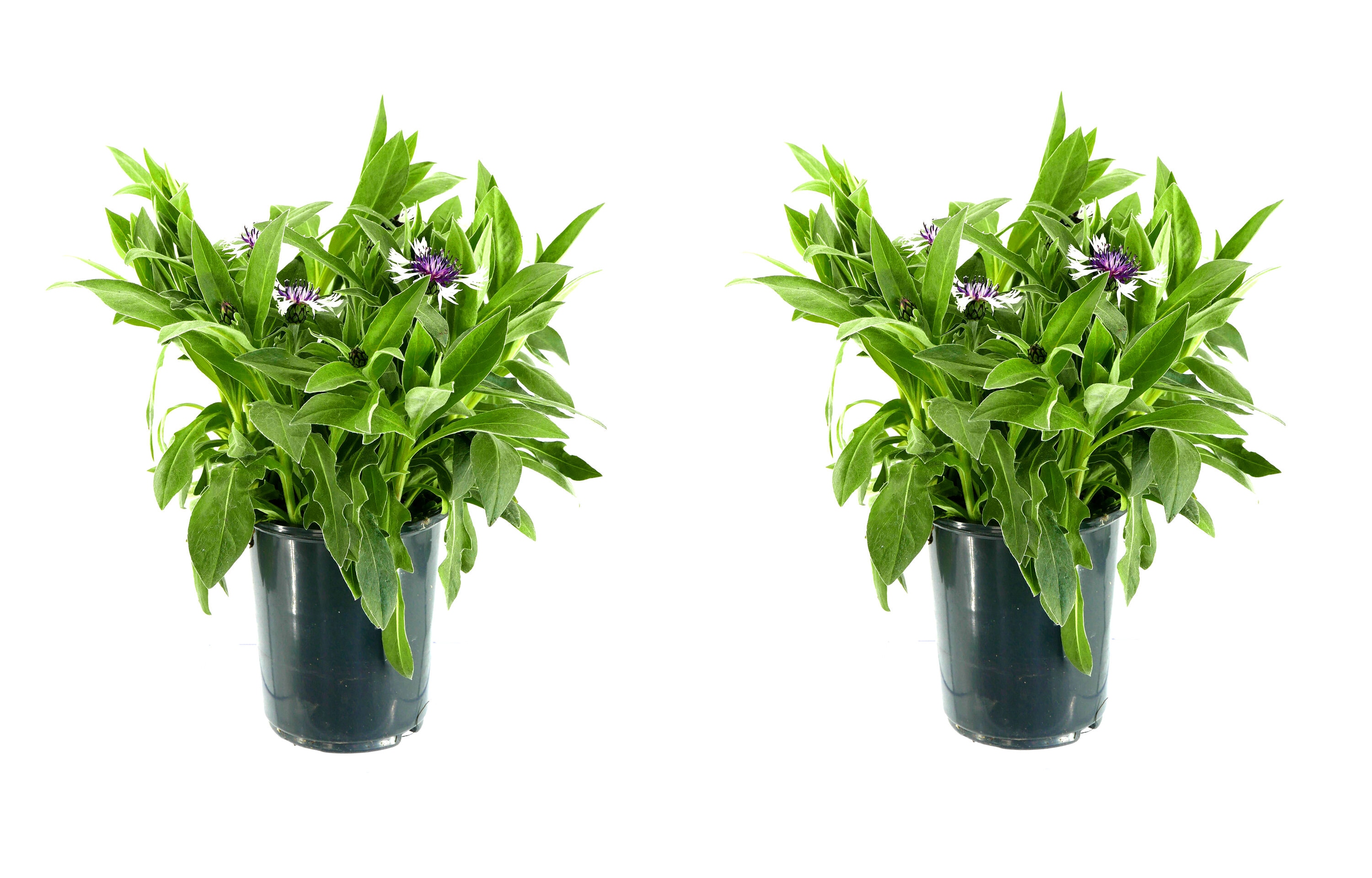 Centaurea 'Amethyst Snow' 2.5QT - 2PK