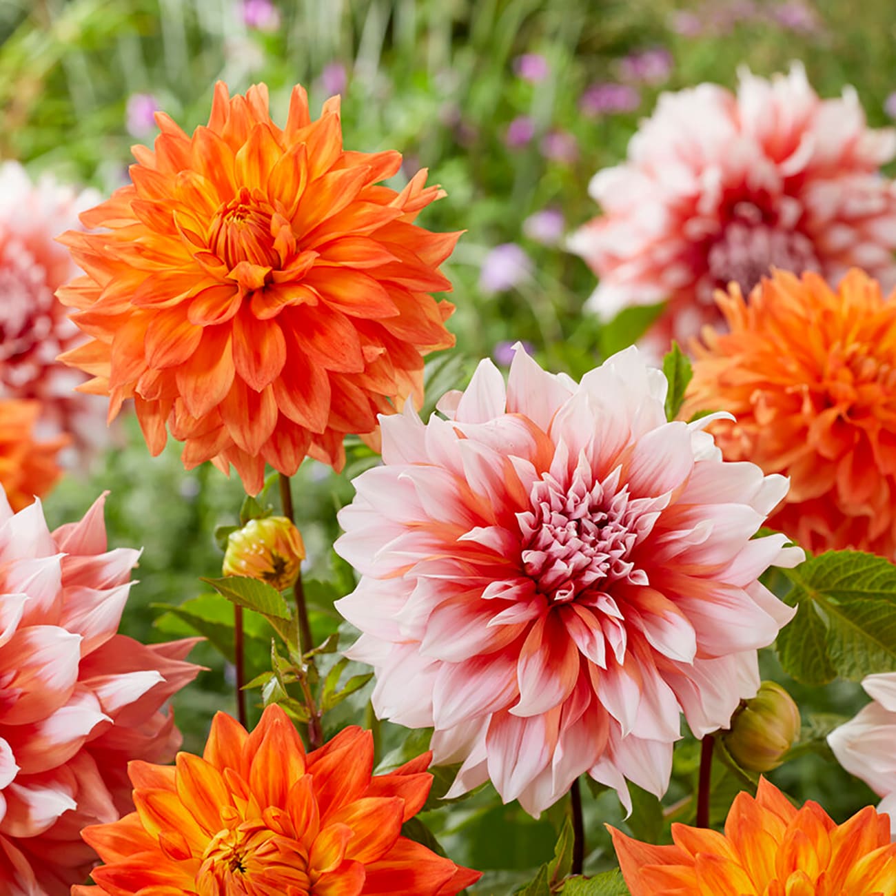 Van Zyverden 84144 Multicolor Dahlia Bulbs 7 Count
