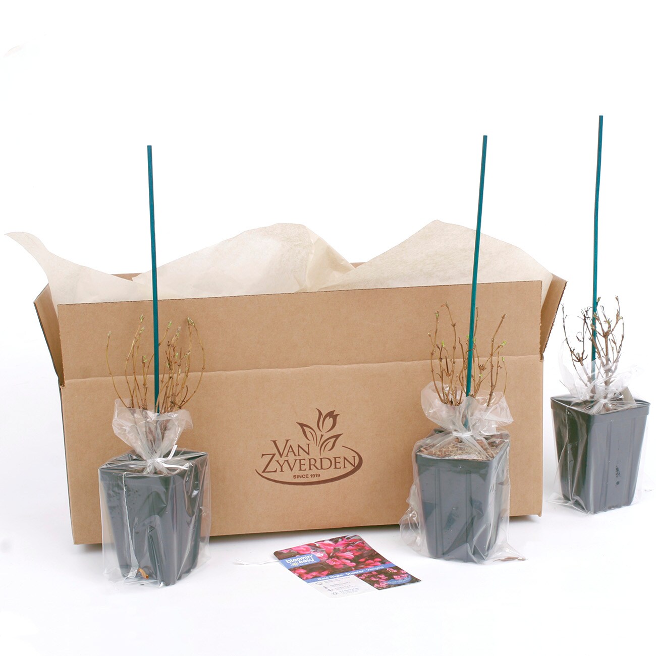 Van Zyverden 82930 Plant-Bulbs - View #8