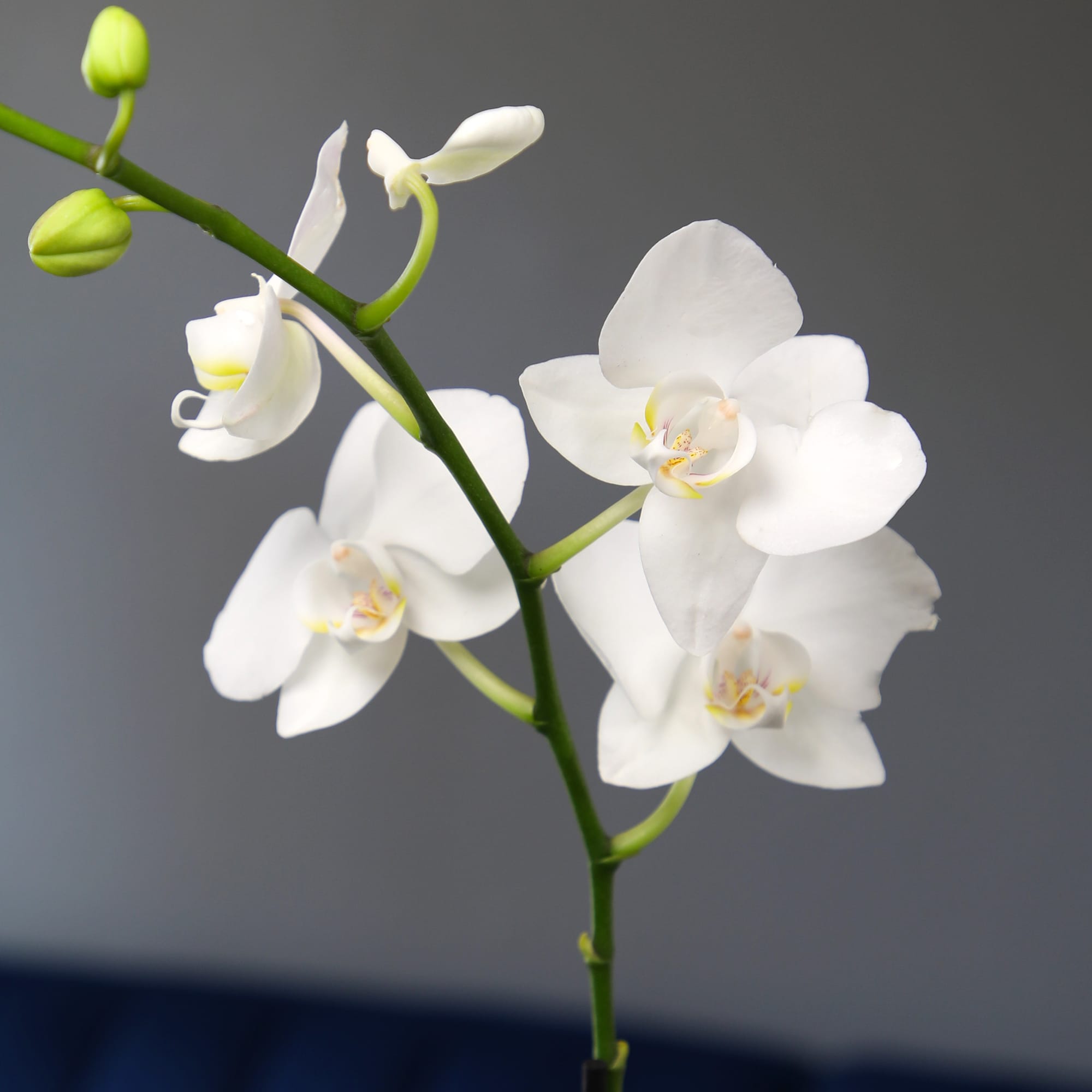 Altman Plants White Orchid House Plant in 5-in Pot in the House Plants ...