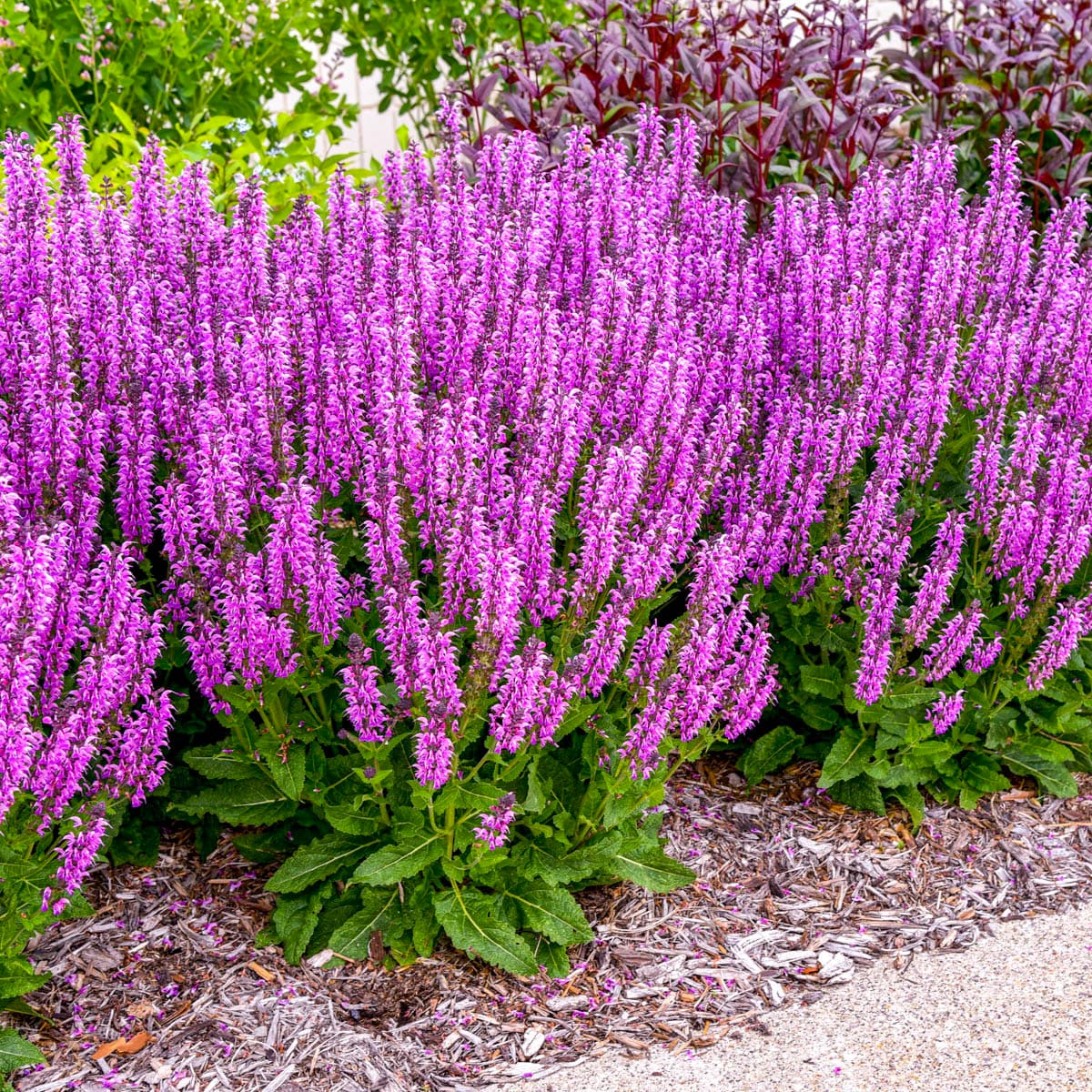Spring Hill Nurseries 94613 perennials - View #3
