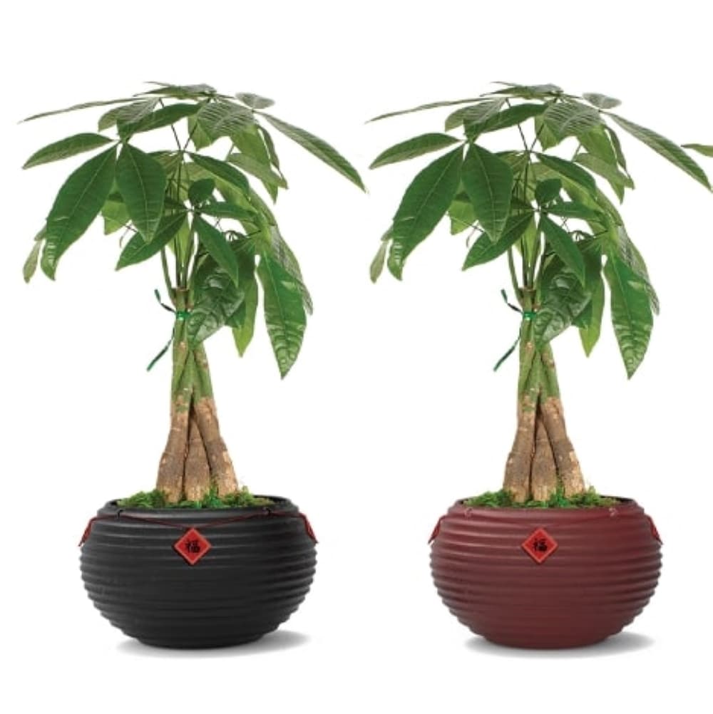 LiveTrends ASB07551 Fu House plant in 36 Ounce(s) Pot 1 -Pack