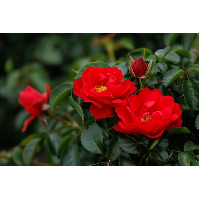 Monrovia 1 73 Gallon S In Pot Red Flower Carpet Scarlet Grounder Rose P17373 The Roses Department At Lowes Com