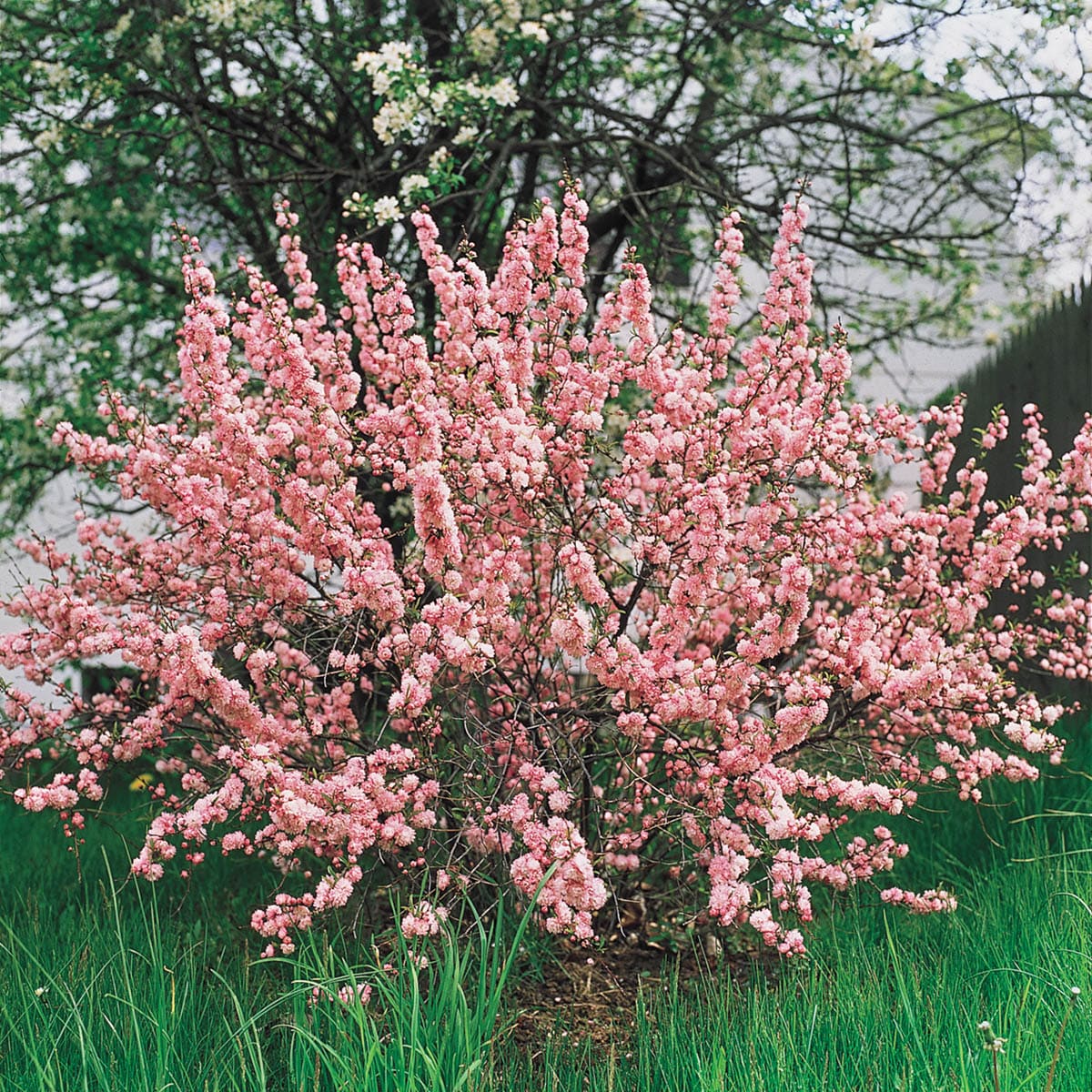 pink flowering shrubs