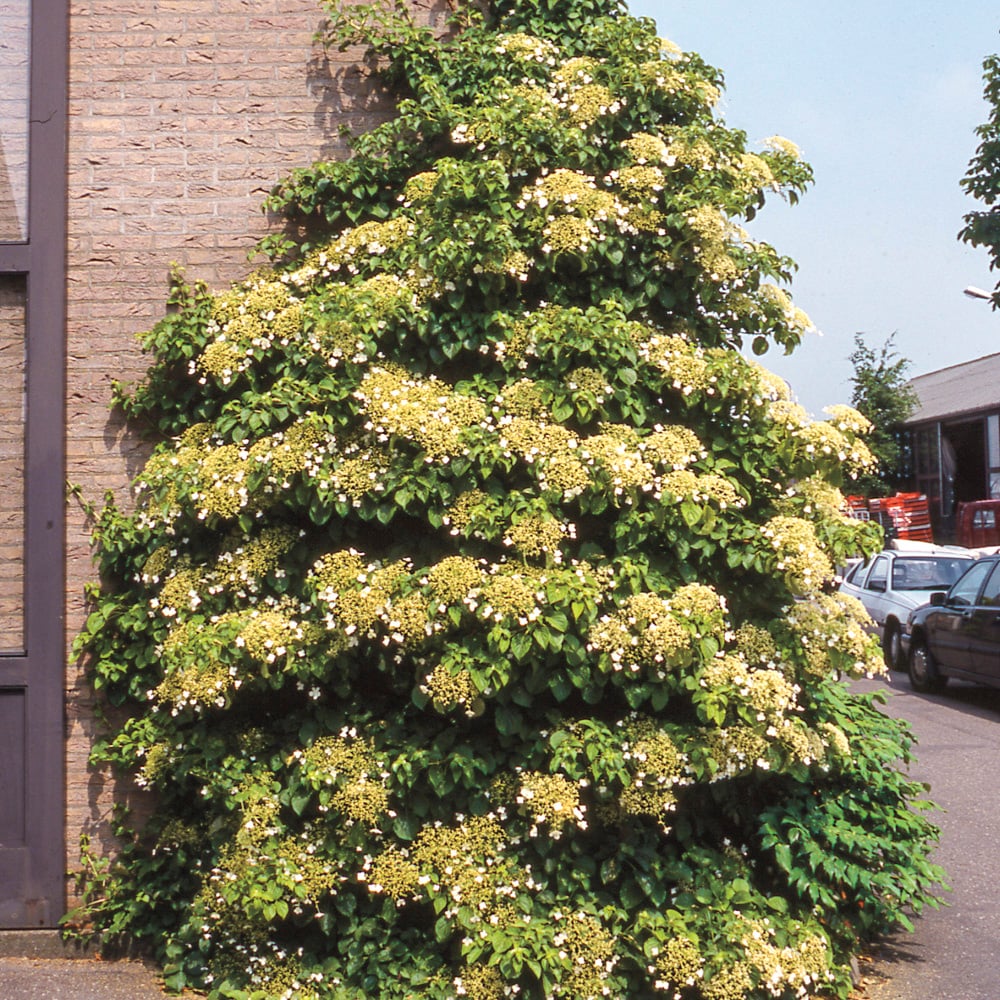 Spring Hill Nurseries 73083 1 -Pack Bareroot Petiolaris Climbing Hydrangea Dormant Bare Root Starter Vine