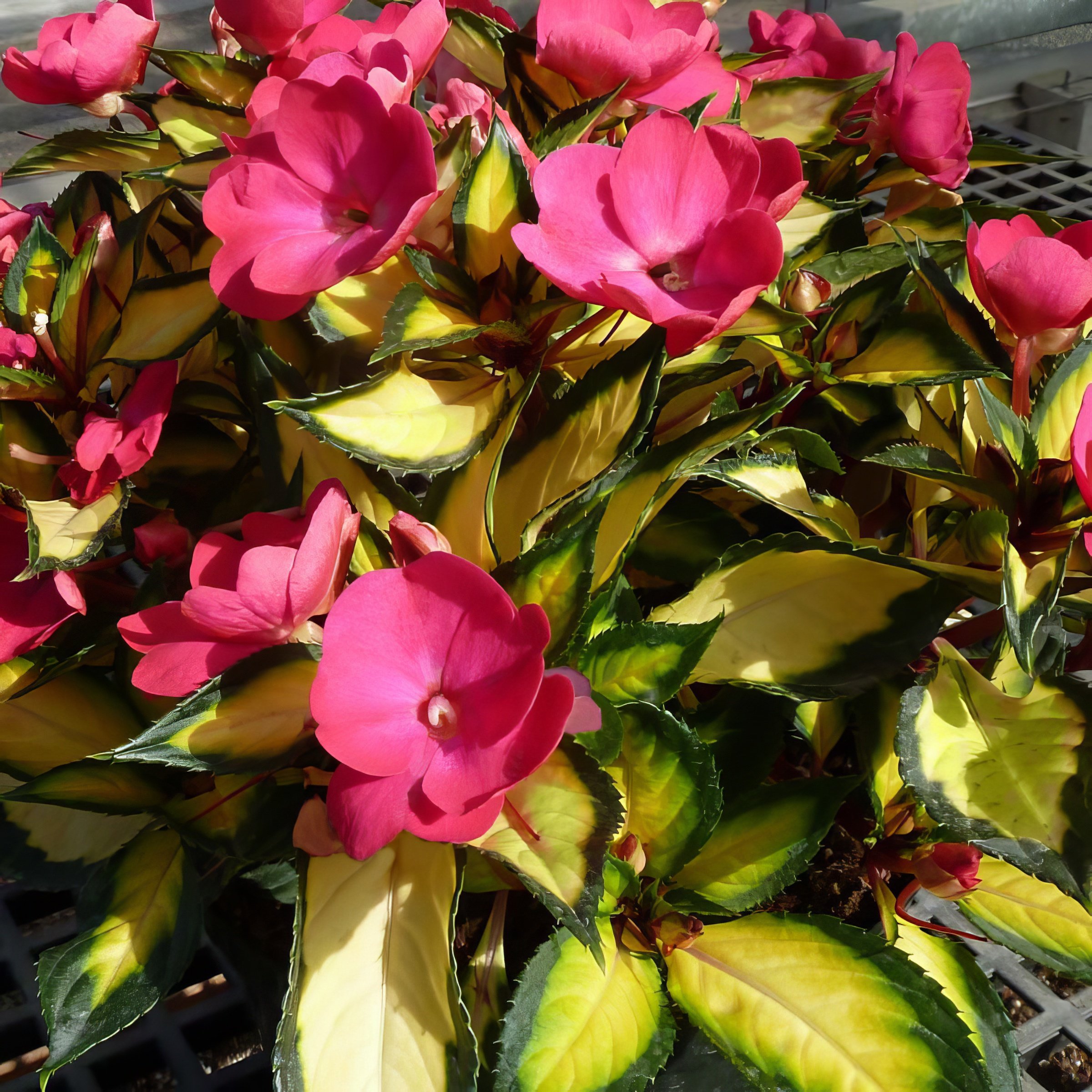 National Plant Network LW2599 annuals - View #7