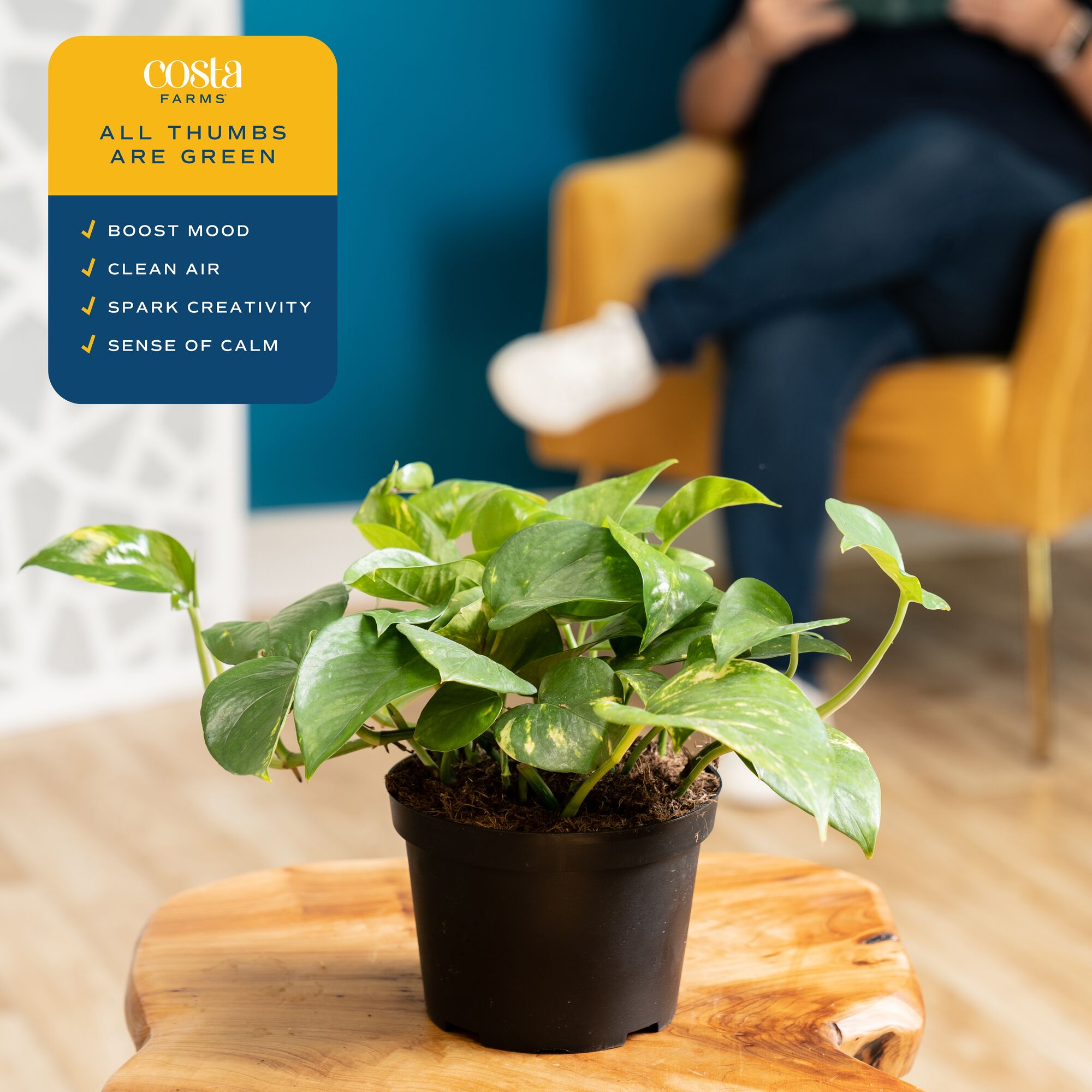 Costa Farms M-EPI-G-POT-01-LW hseplants - View #5