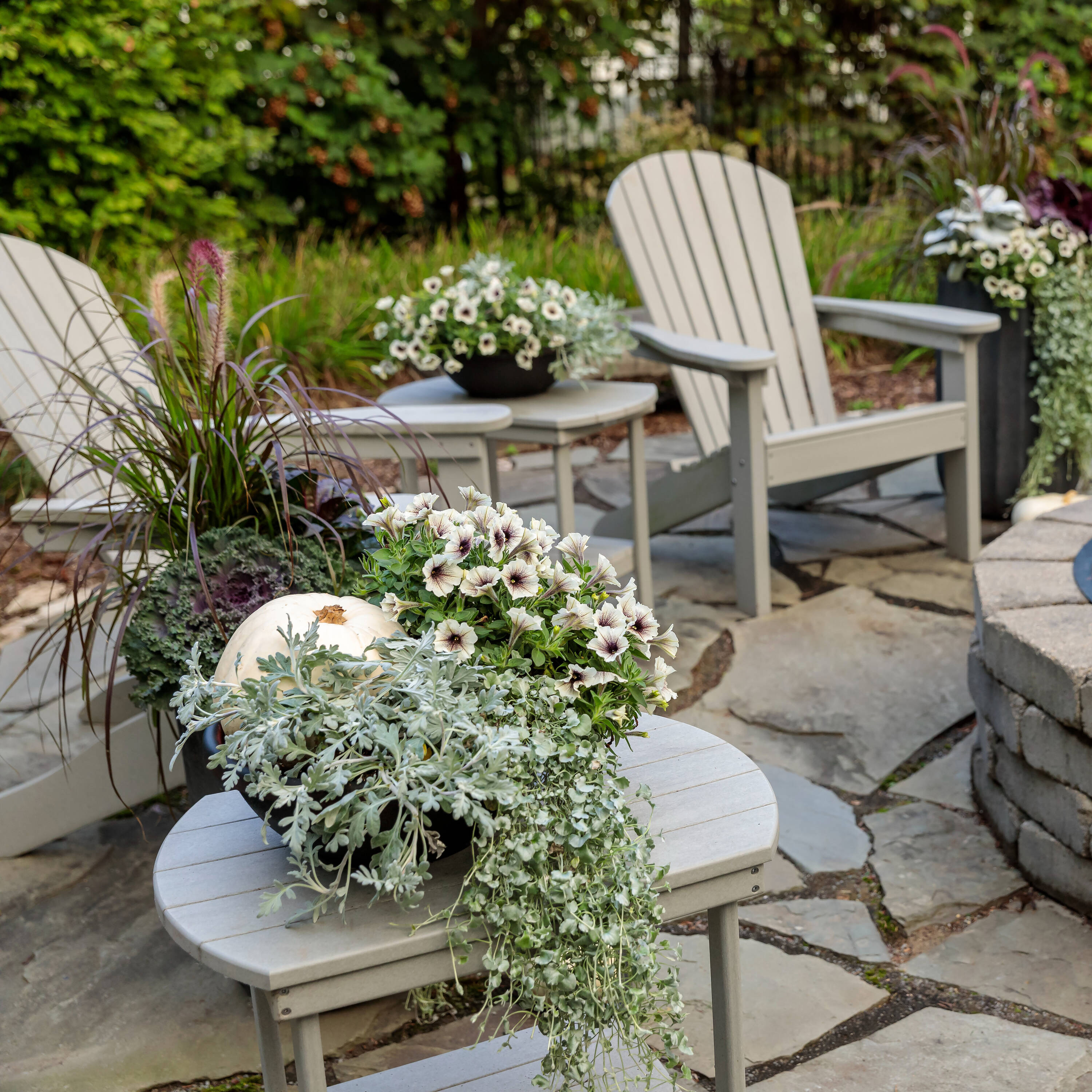 Proven Winners SENPRW0017100 annuals - View #5