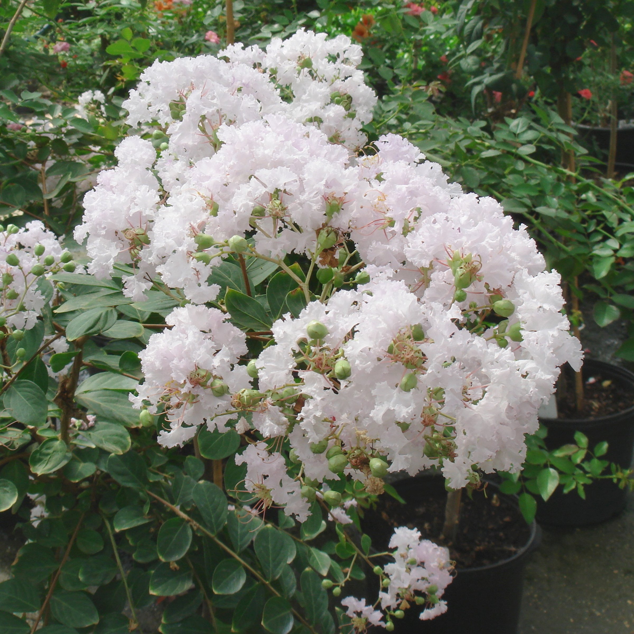 National Plant Network LW1832 shrubs - View #4