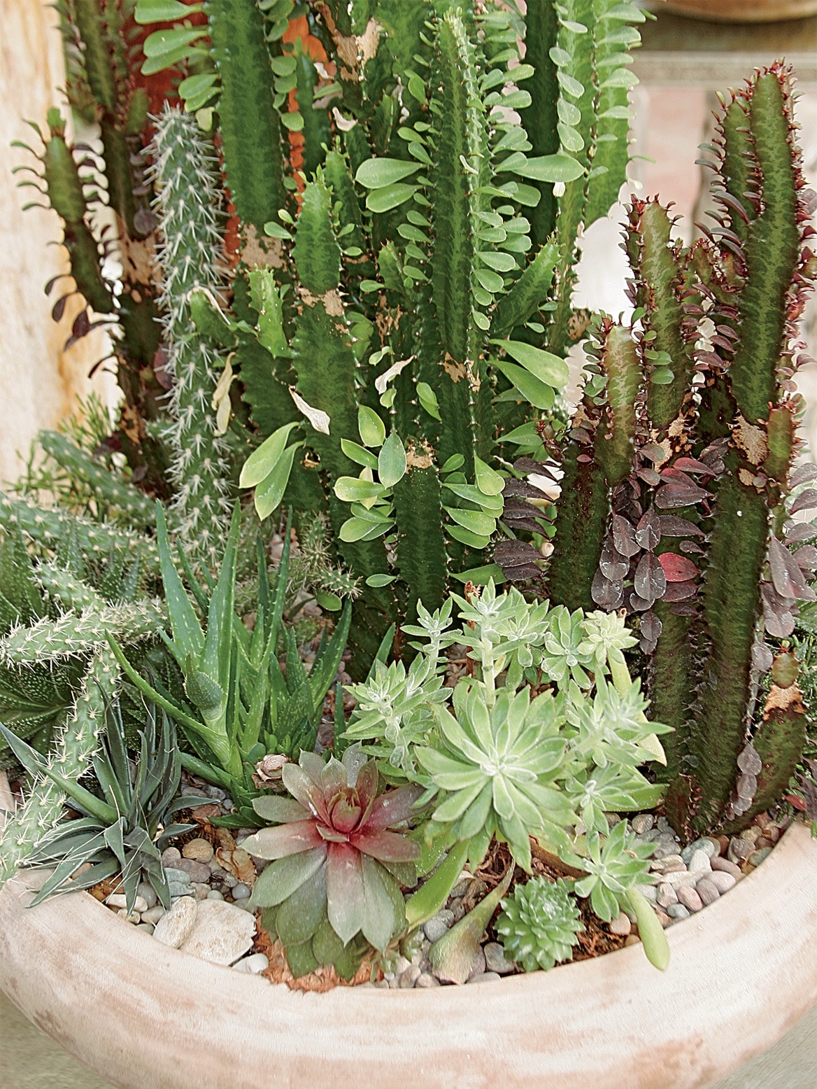 Lowe's 14 OZ. SUCCULENT Cacti-Succulents - View #2