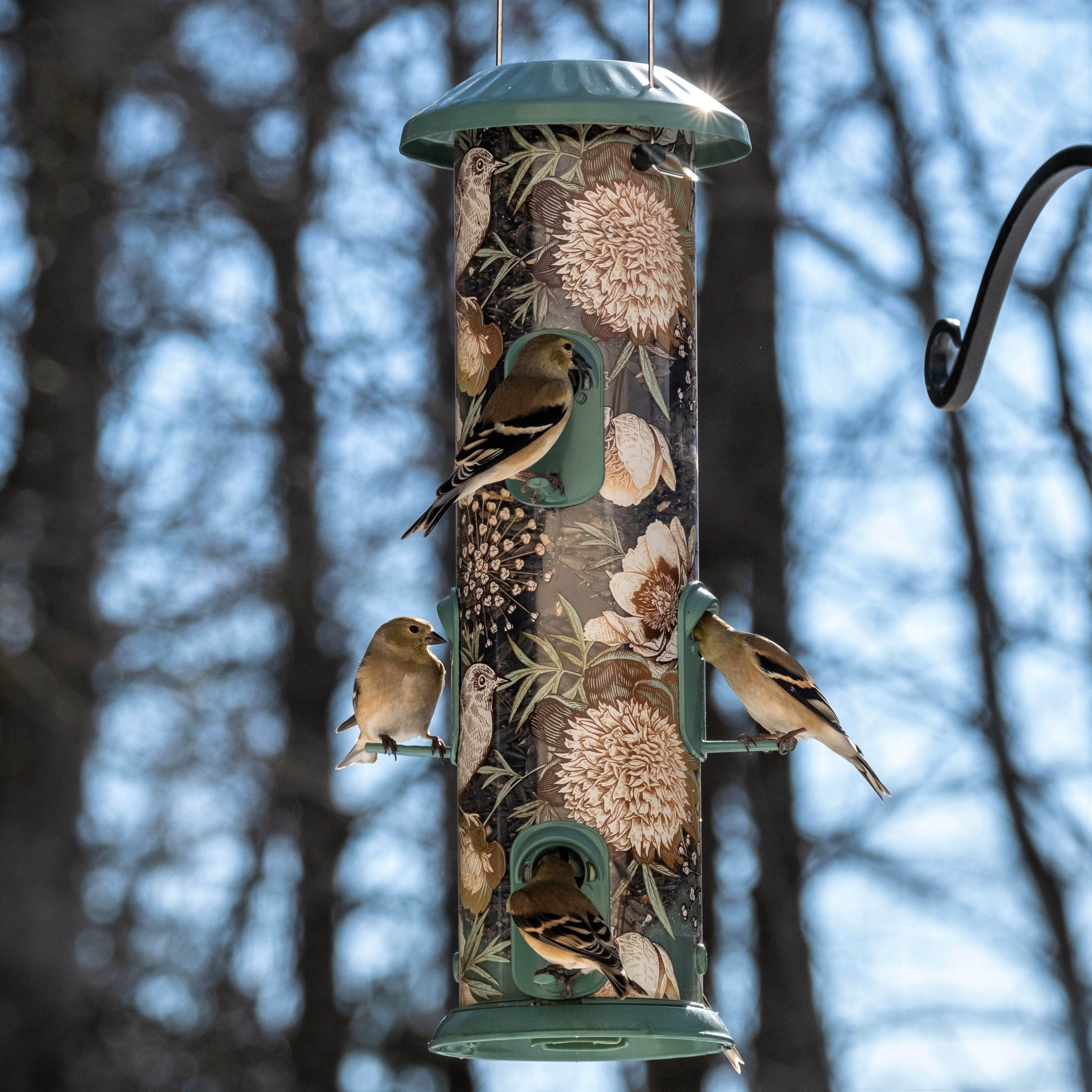 wild wings oriole feeder