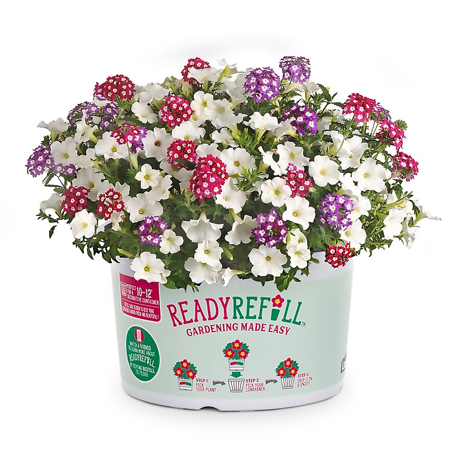 Ready Refill Multicolor Mixed Annuals Combinations in 1 5 Gallon Pot Ready Refill Multicolor Mixed Annuals Combinations in 1 5 Gallon Pot