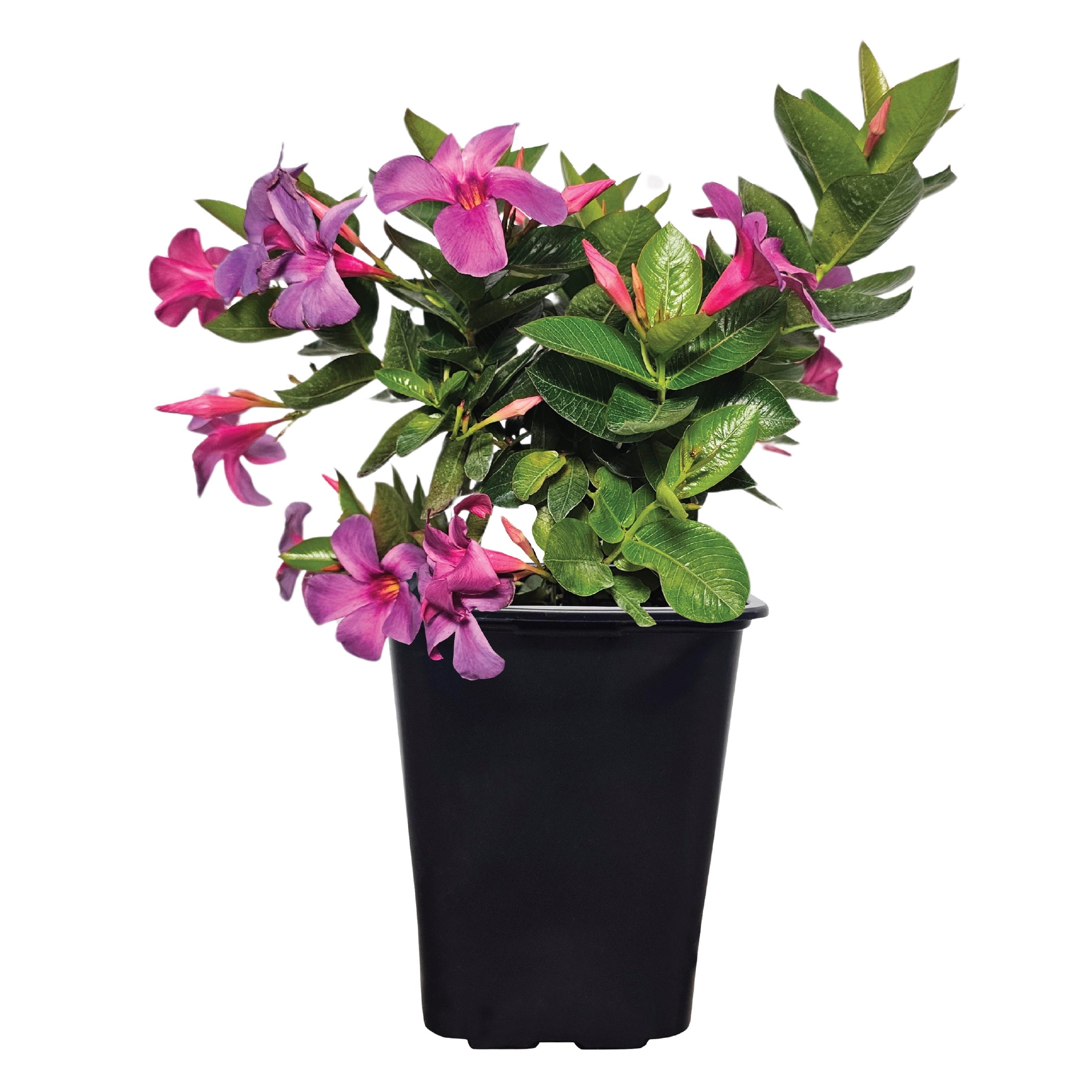 Nature's Way Farms 2 -Quart Sun Bluephoria Mandevilla Flowering Shrub with Blue Blooms 1 -Pack