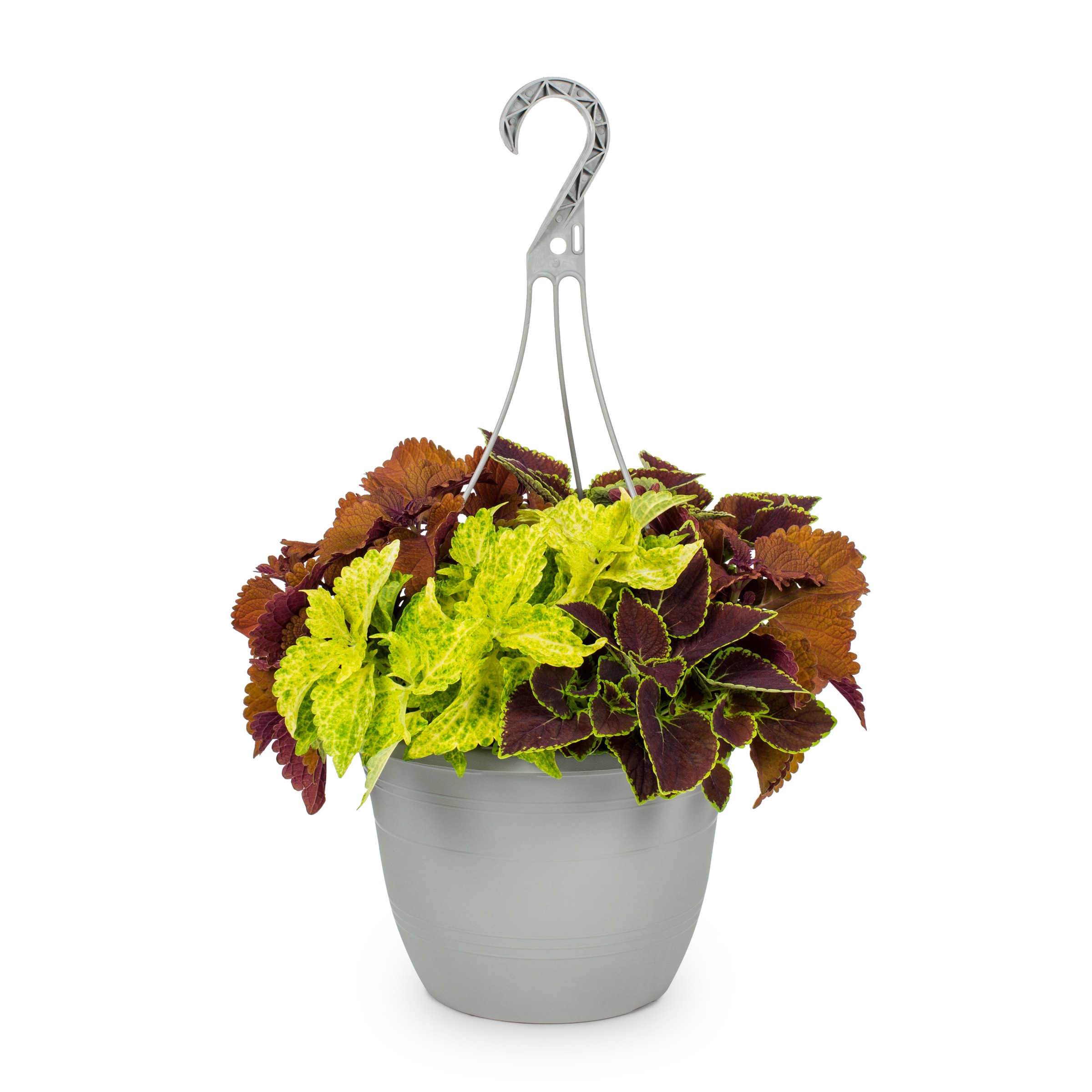 Lowe's NURSERY annuals - View #4