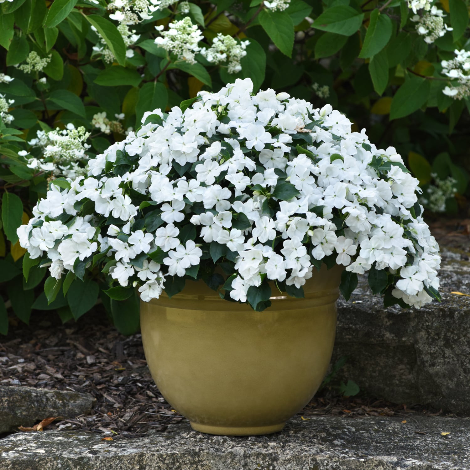 Altman Plants 0881278 annuals - View #5