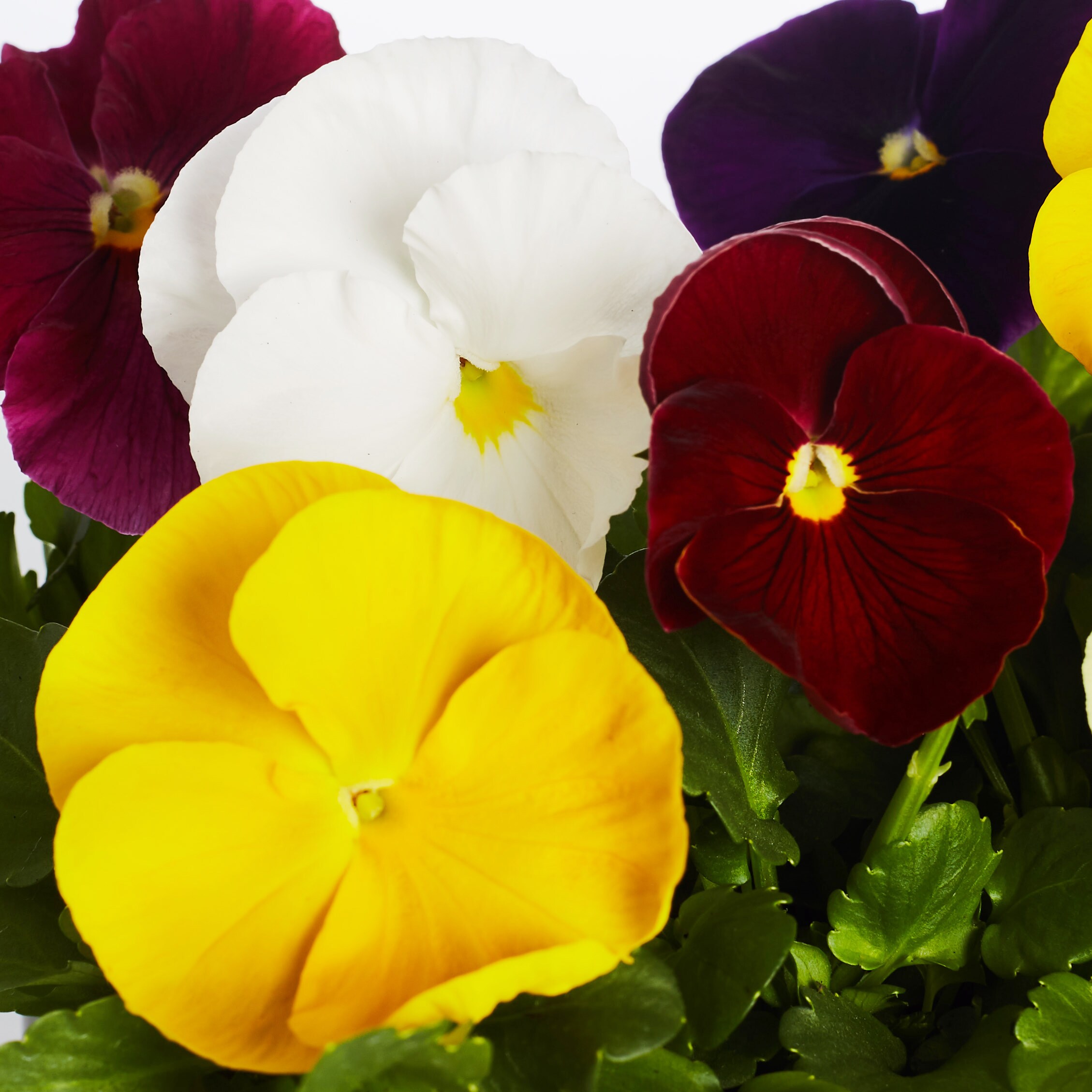 Lowe's Multicolor Pansy in 2.5-Quart Pot in the Annuals department