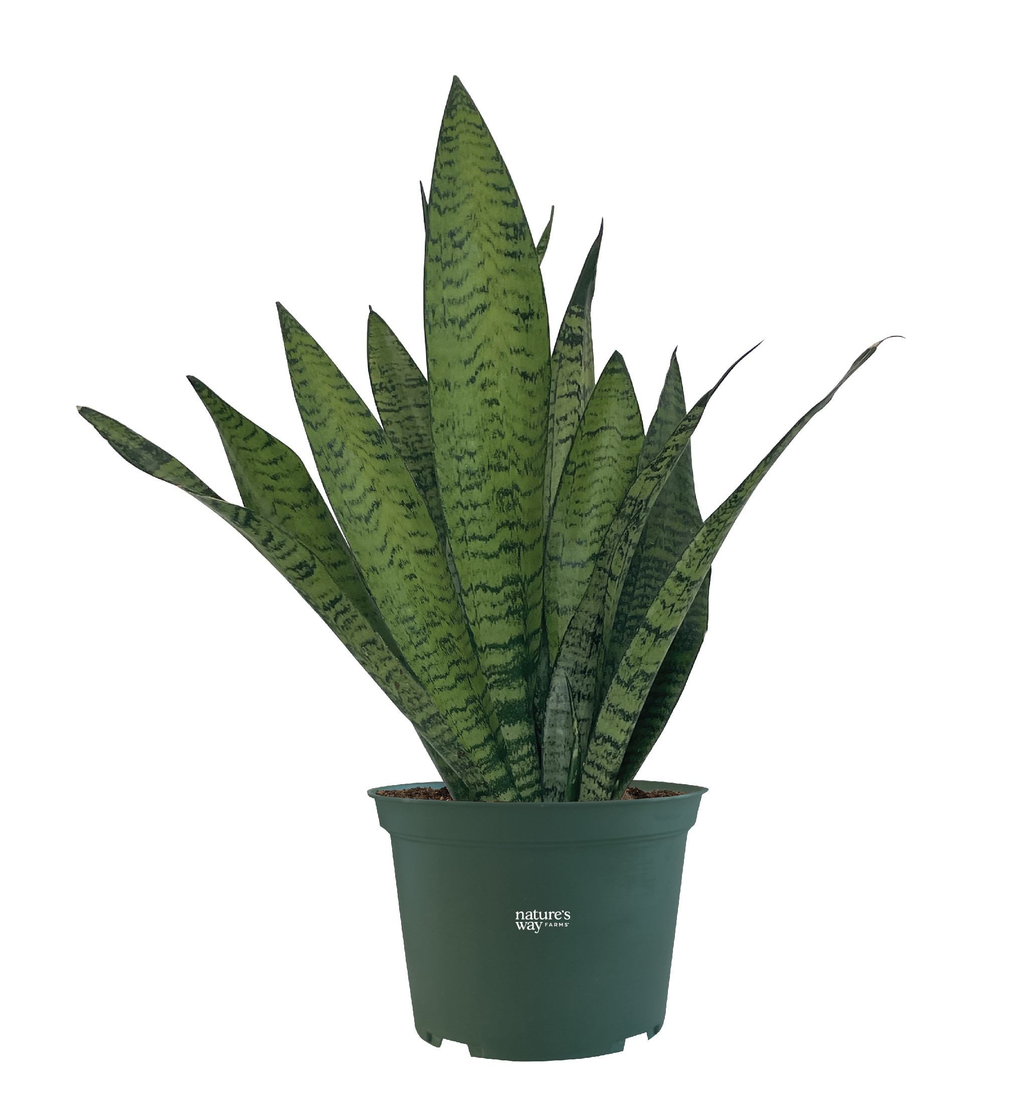  2992 White Snake Plant House plant in 6 Inch(es) Pot 1 -Pack