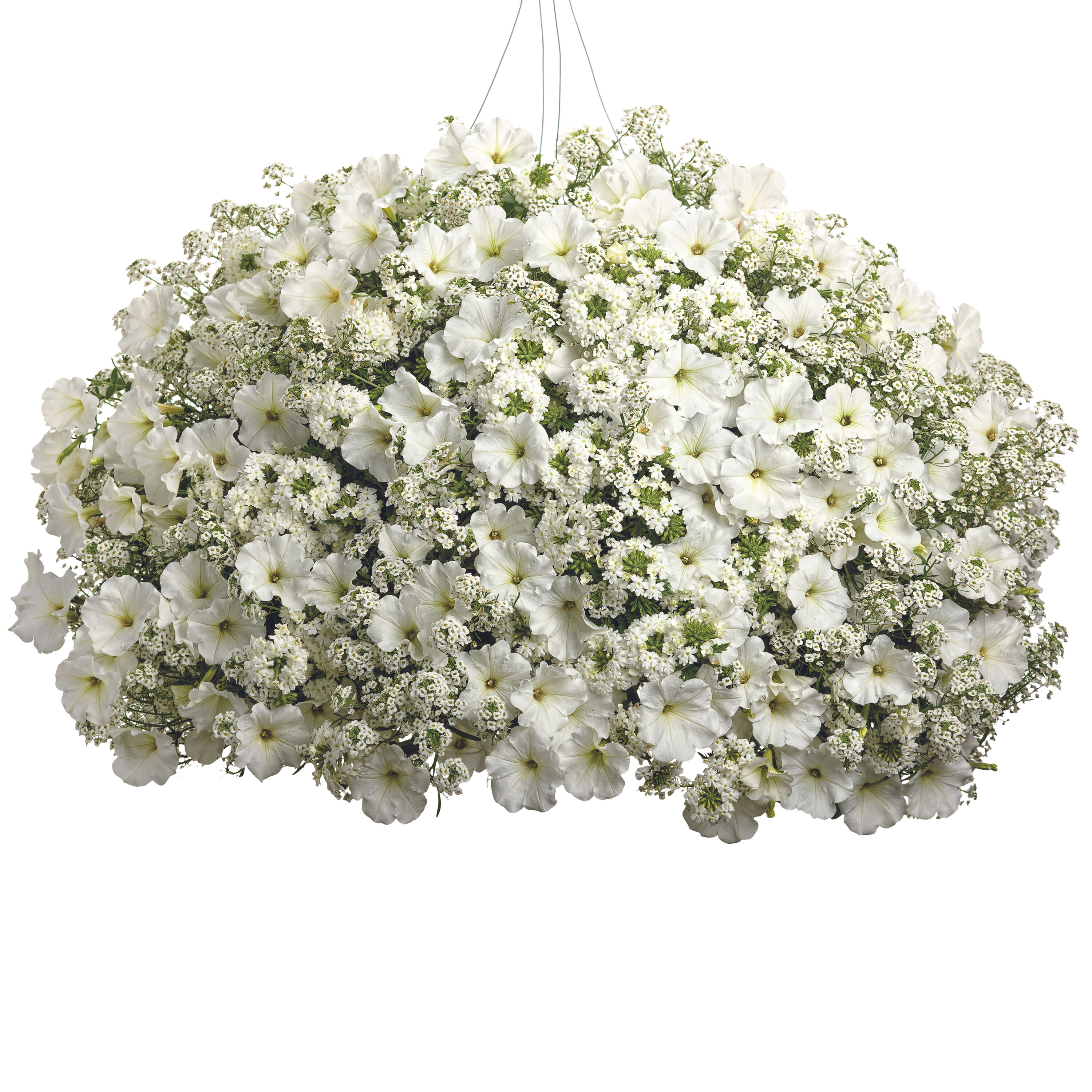 Proven Winners LBLPRW1047504 annuals - View #6