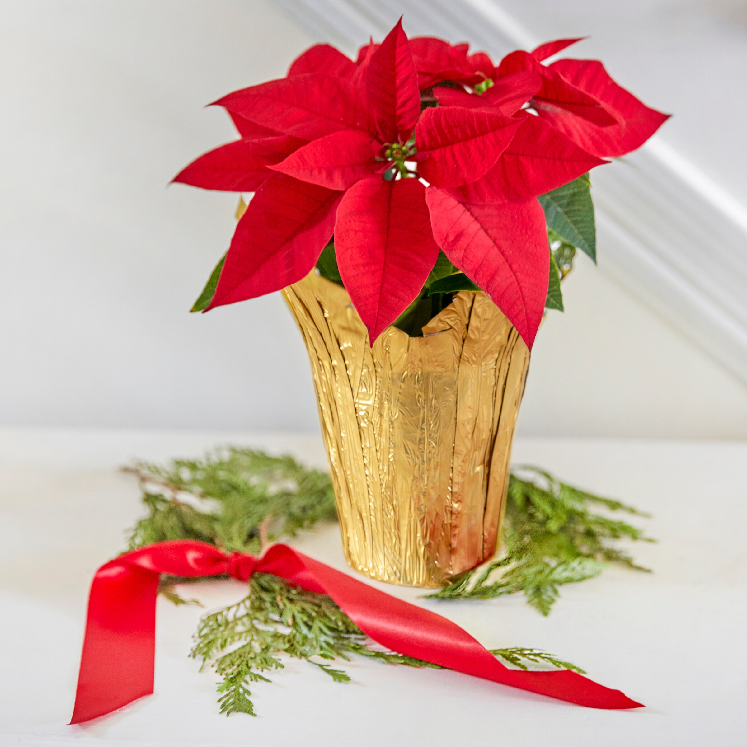  5349206 Fresh-Cut-Christmas-Decorations - View #5