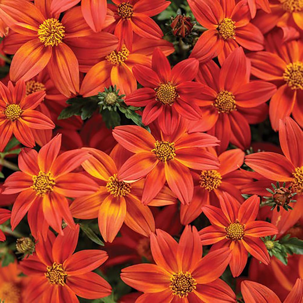 Proven Winners BIDPRW1067504 Multicolor Campfire Flame (Bidens) in 4.25-in Pot 4-Pack
