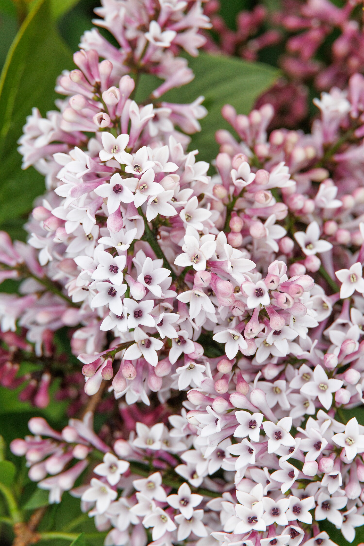 Monrovia Purple Little Darling Lilac Flowering Shrub in 3.58-Gallon Pot ...