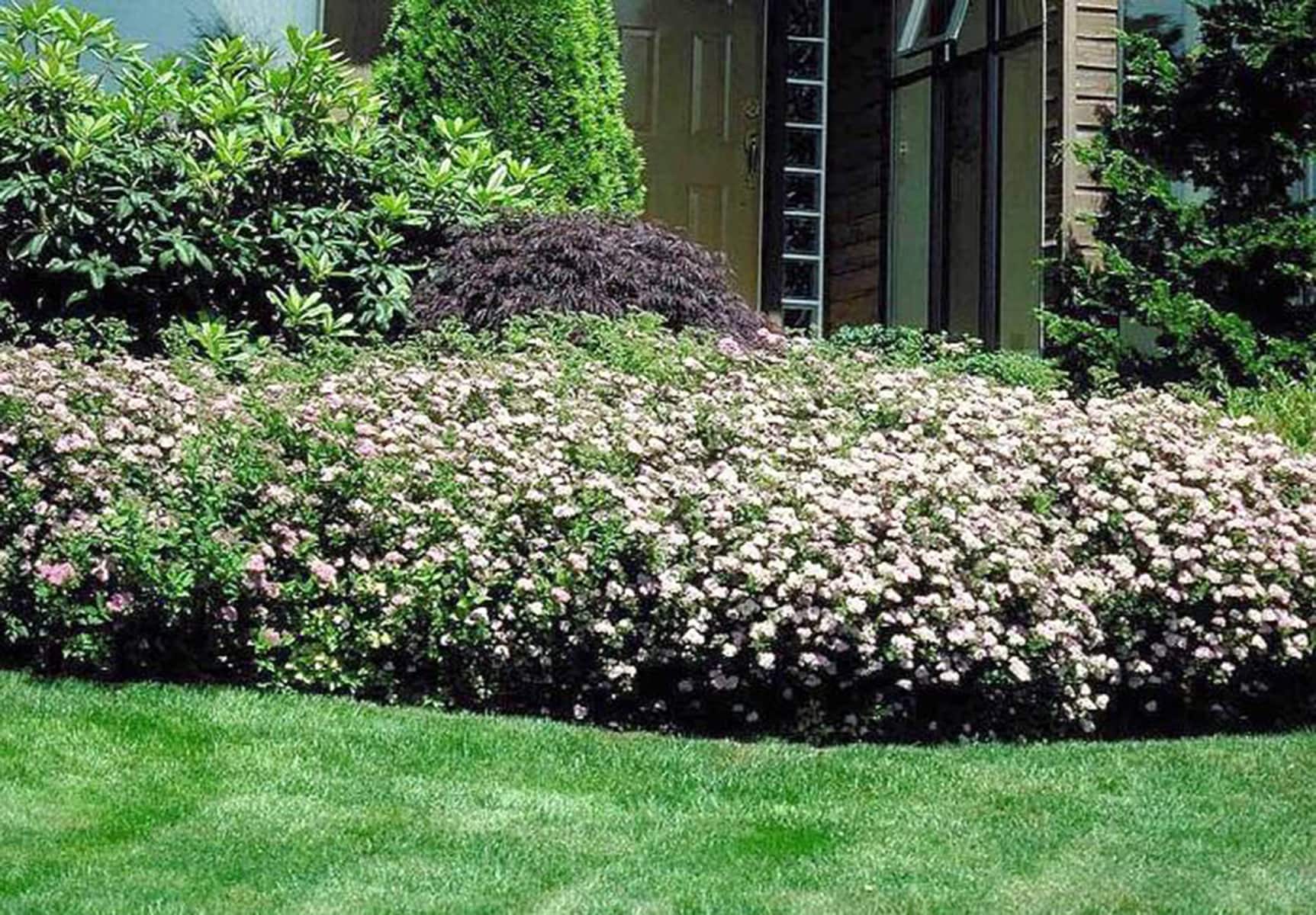  NURSERY Shirobana Spirea Flowering Shrub in 2.25 -Gallon Pot ,Multicolor Blooms