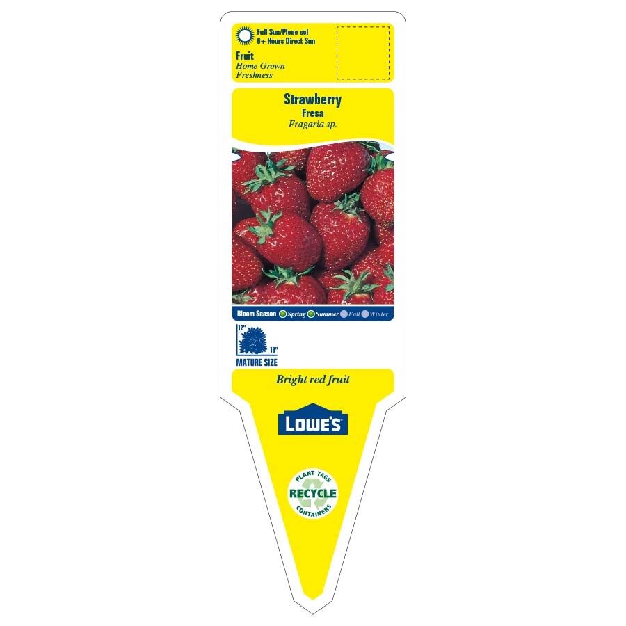 Lowe's NURSERY annuals - View #2
