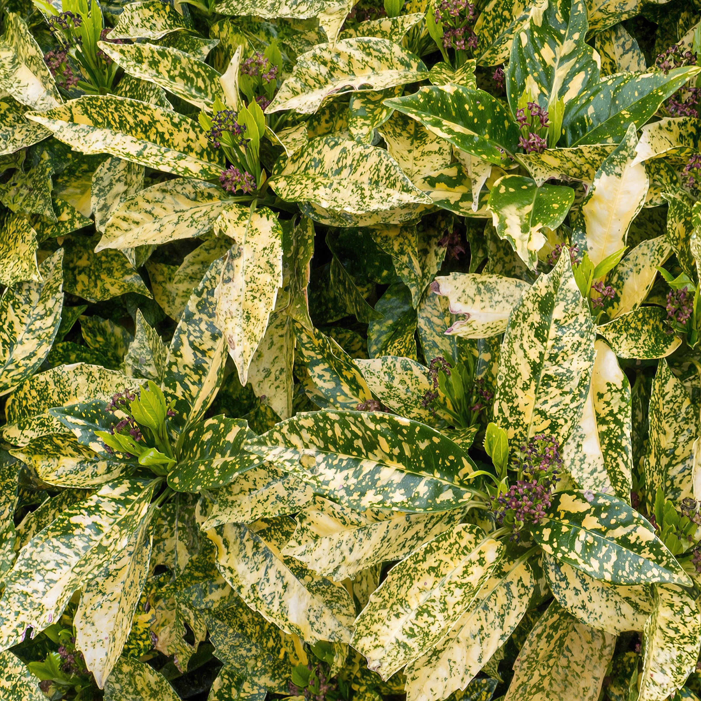 National Plant Network LW2671 annuals - View #3